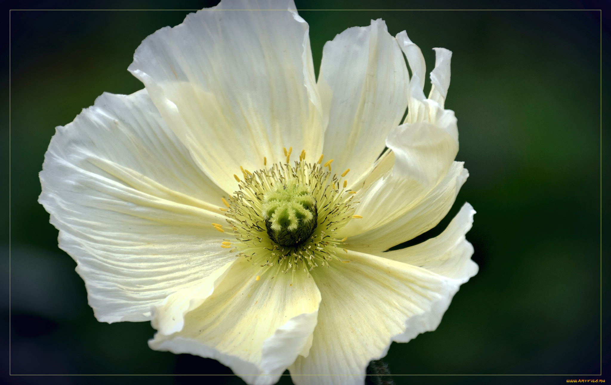 цветы, маки, цветок, макро, мак, белый