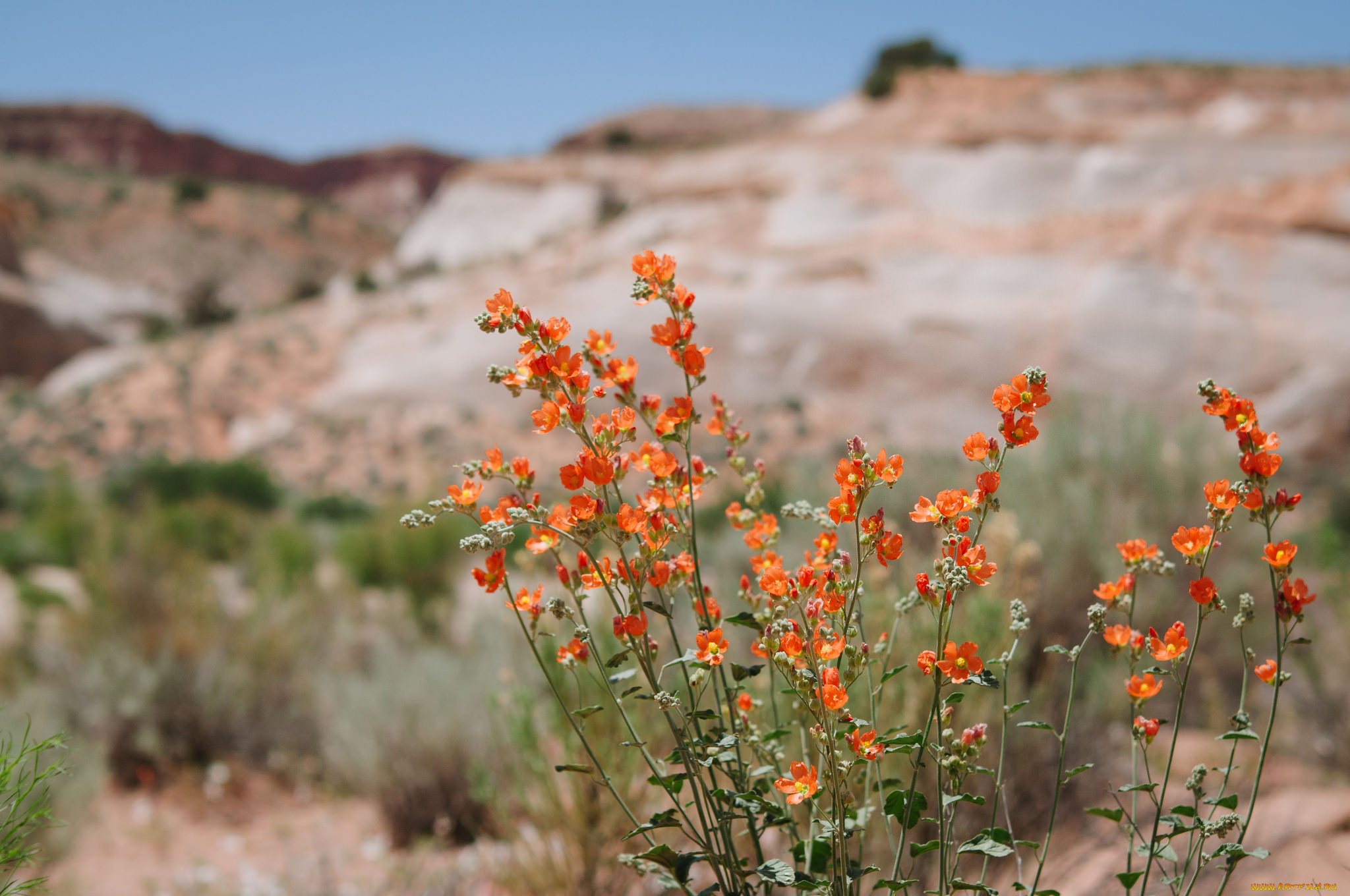 цветы, луговые, , полевые, , цветы, мелкие, оранжевые