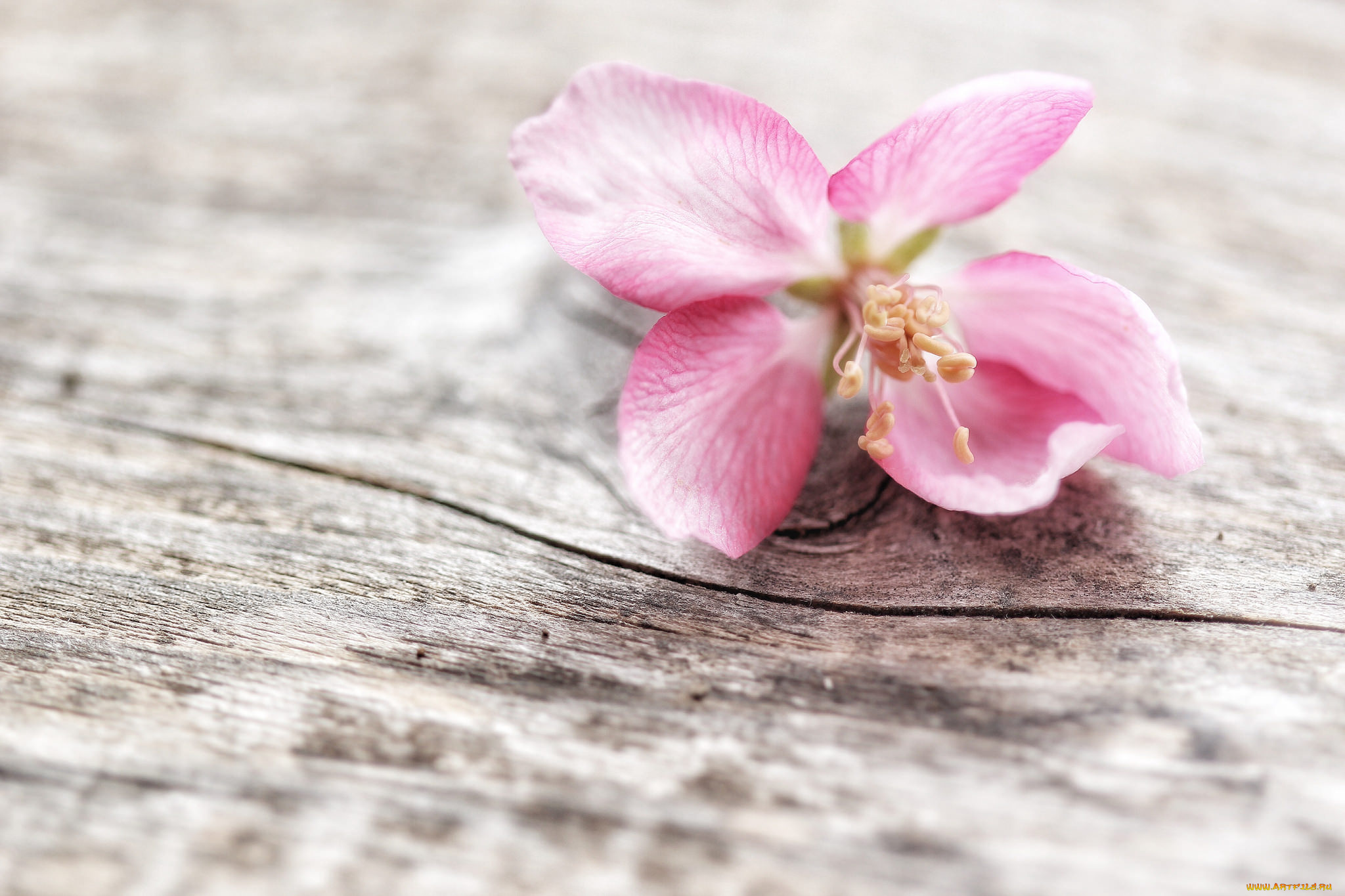 цветы, цветущие, деревья, , , кустарники, макро, розовый, цветок