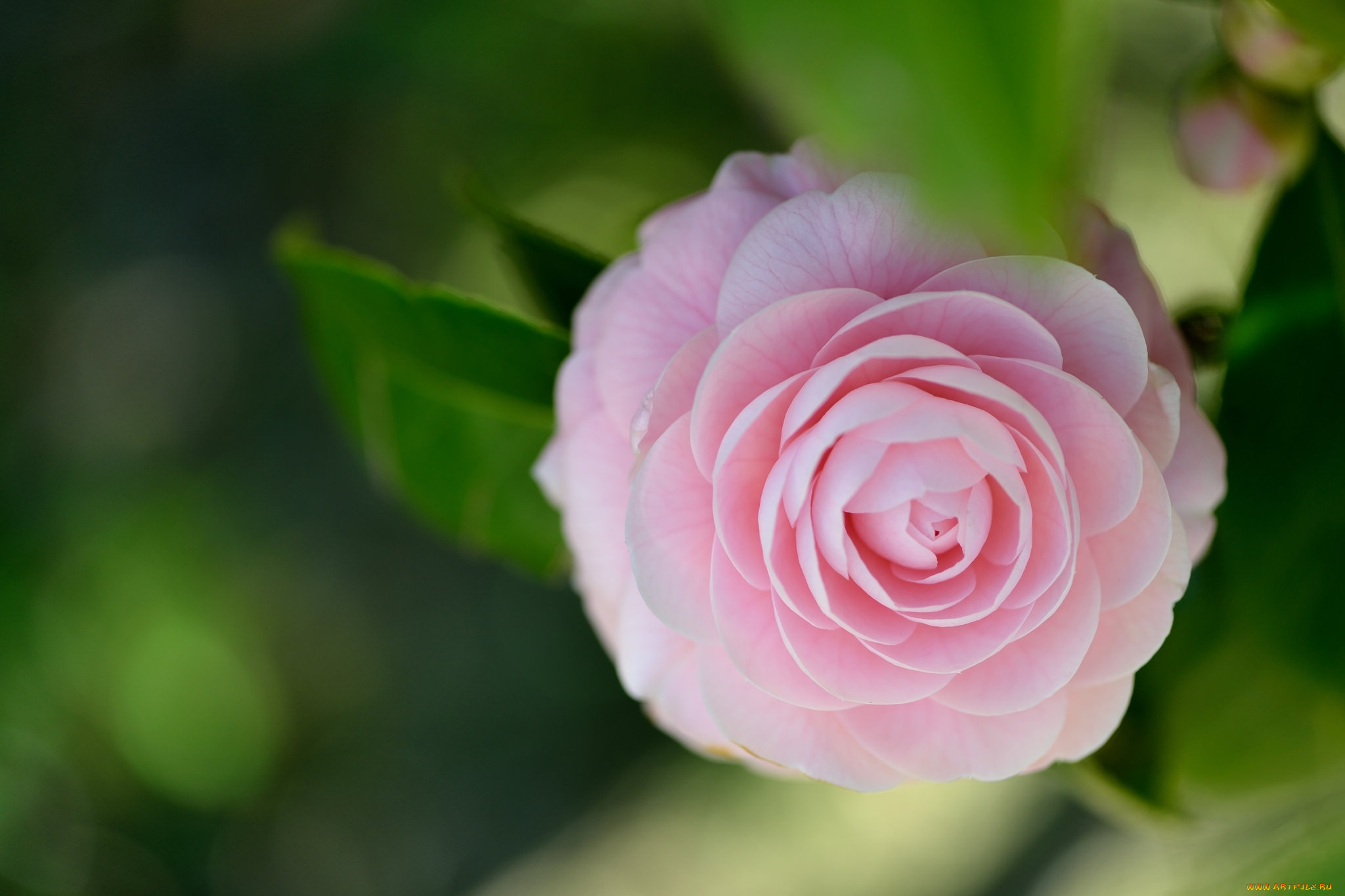 цветы, камелии, камелия, цветок, листья