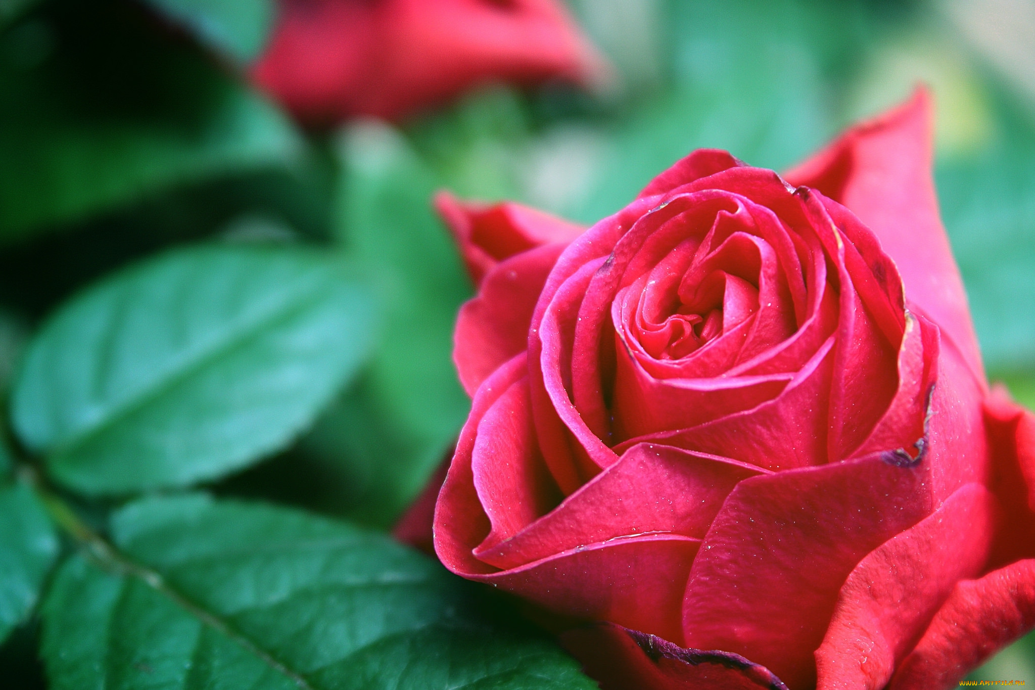 цветы, розы, макро, бутон, роза