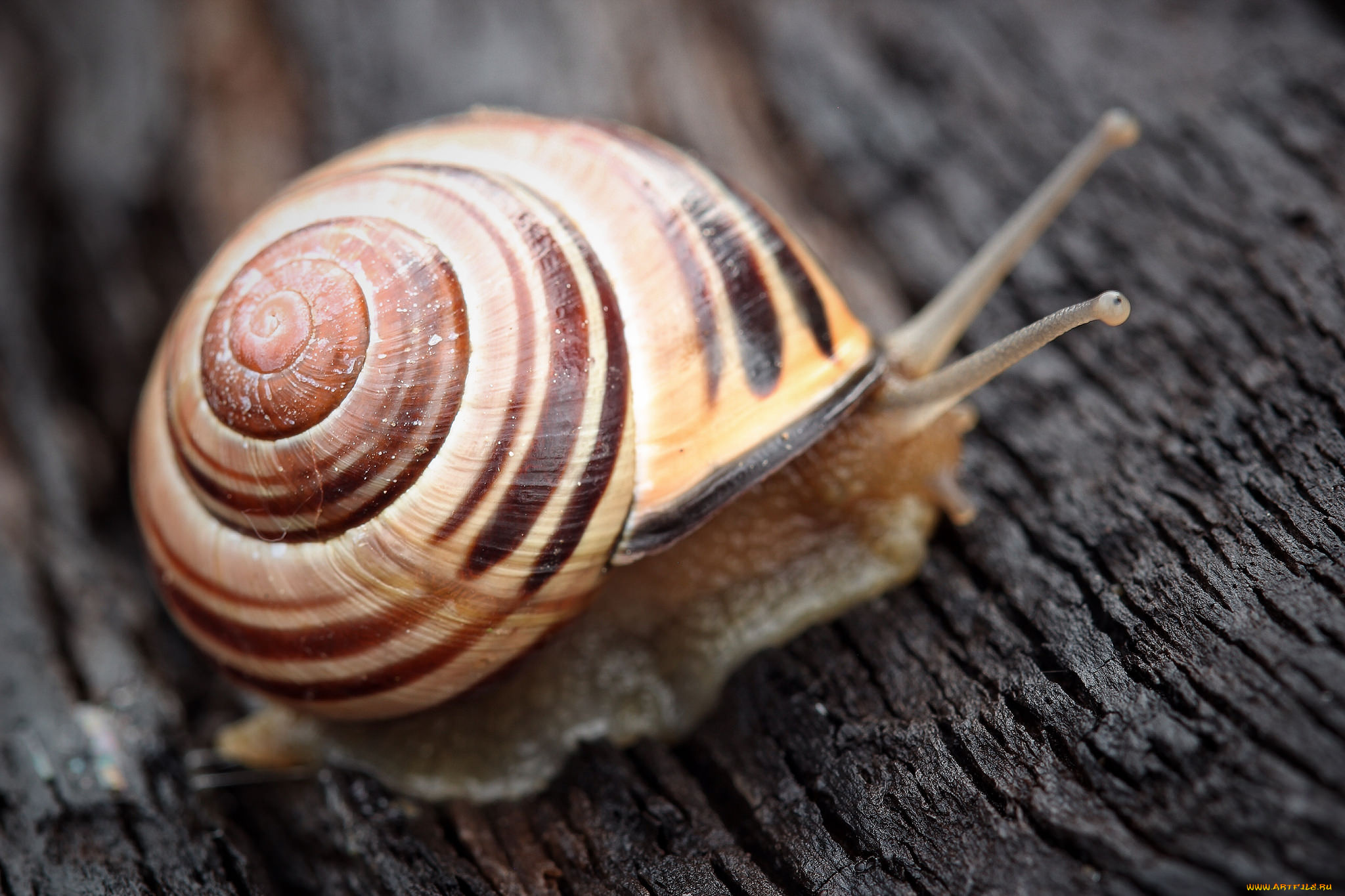 животные, улитки, удитка, макро