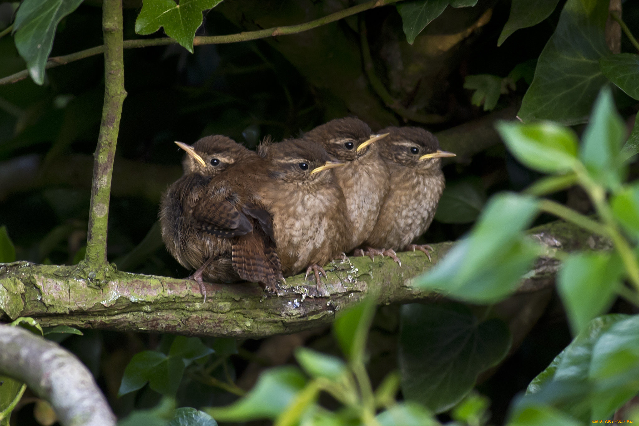 животные, птицы, птенцы, листья, ветка