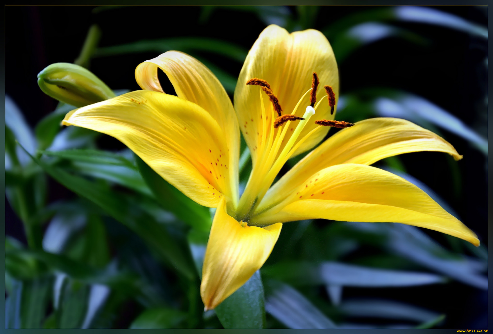 цветы, лилии, , лилейники, цветок, лилия, жёлтая