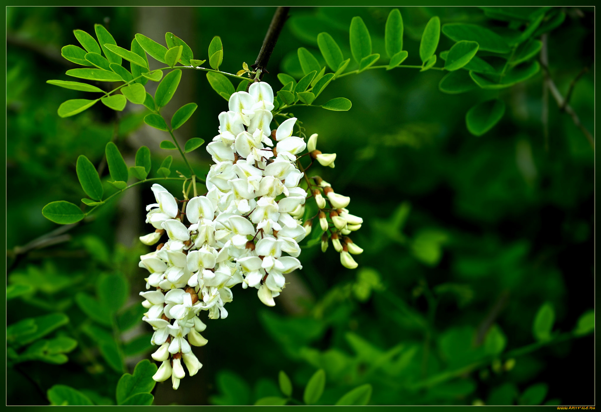 цветы, акация, листья, макро