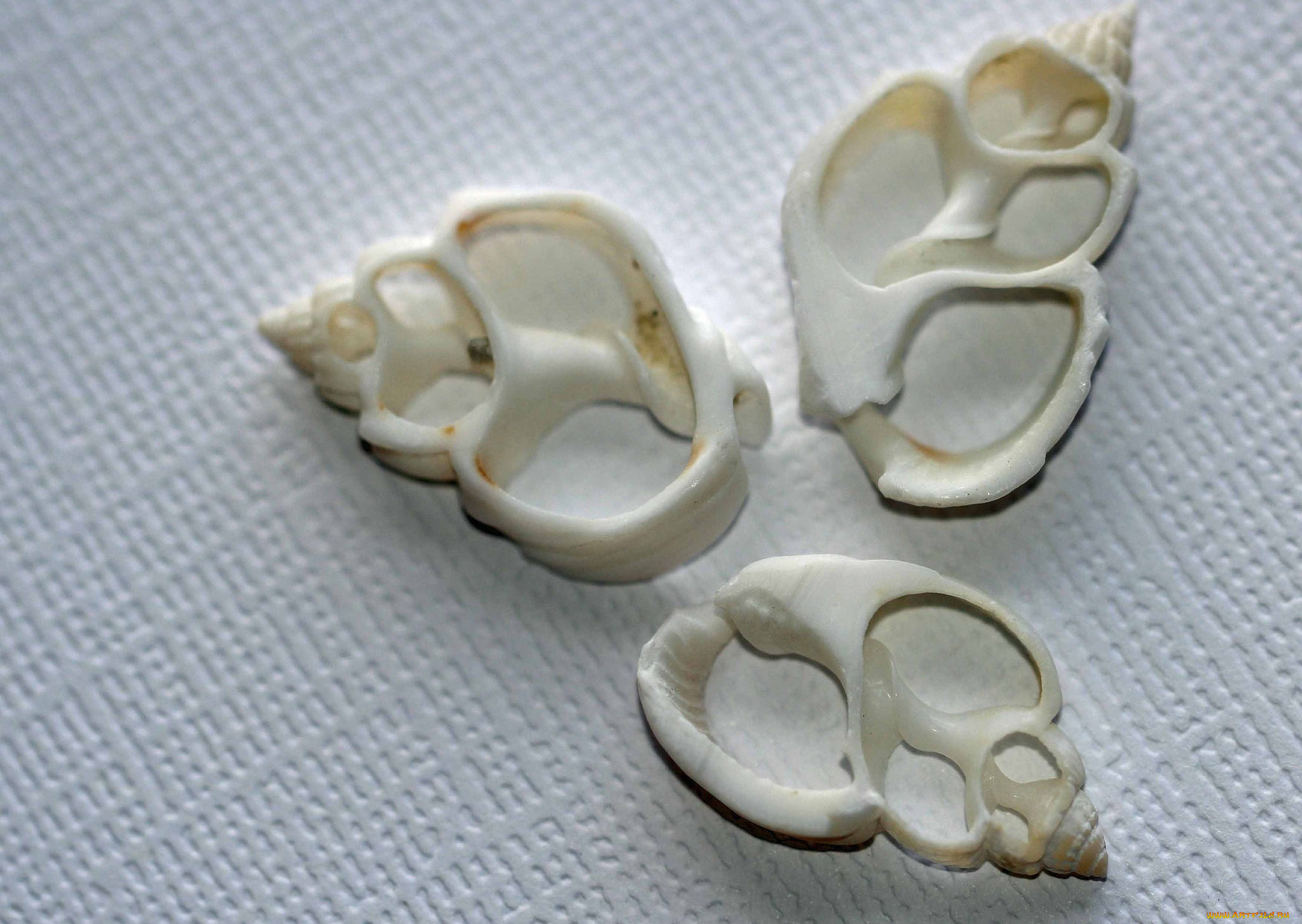 разное, ракушки, , кораллы, , декоративные, и, spa-камни, салфетка