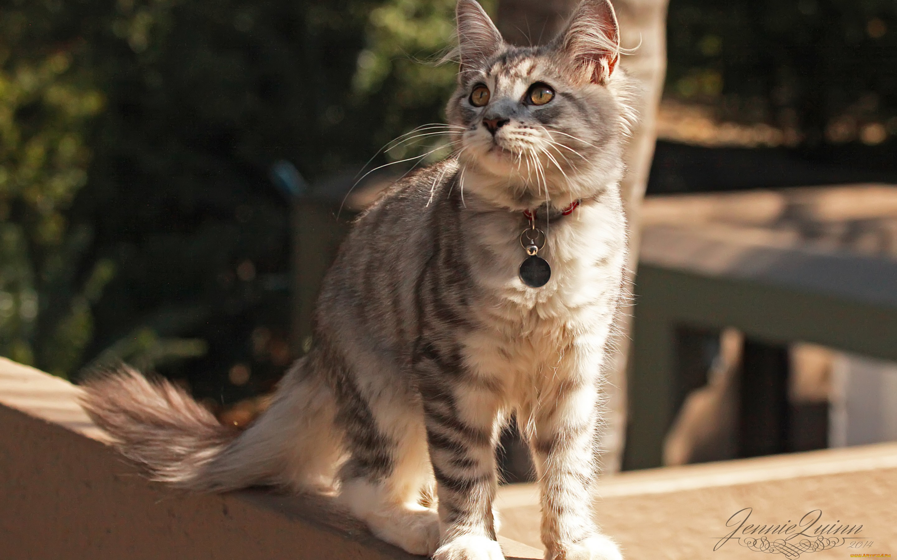 животные, коты, внимание, улица, ошейник, кошка