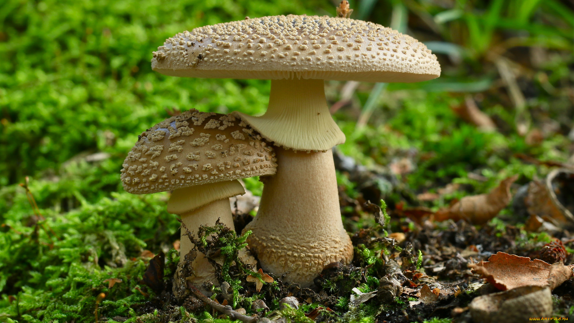 природа, грибы, , мухомор, грибочки