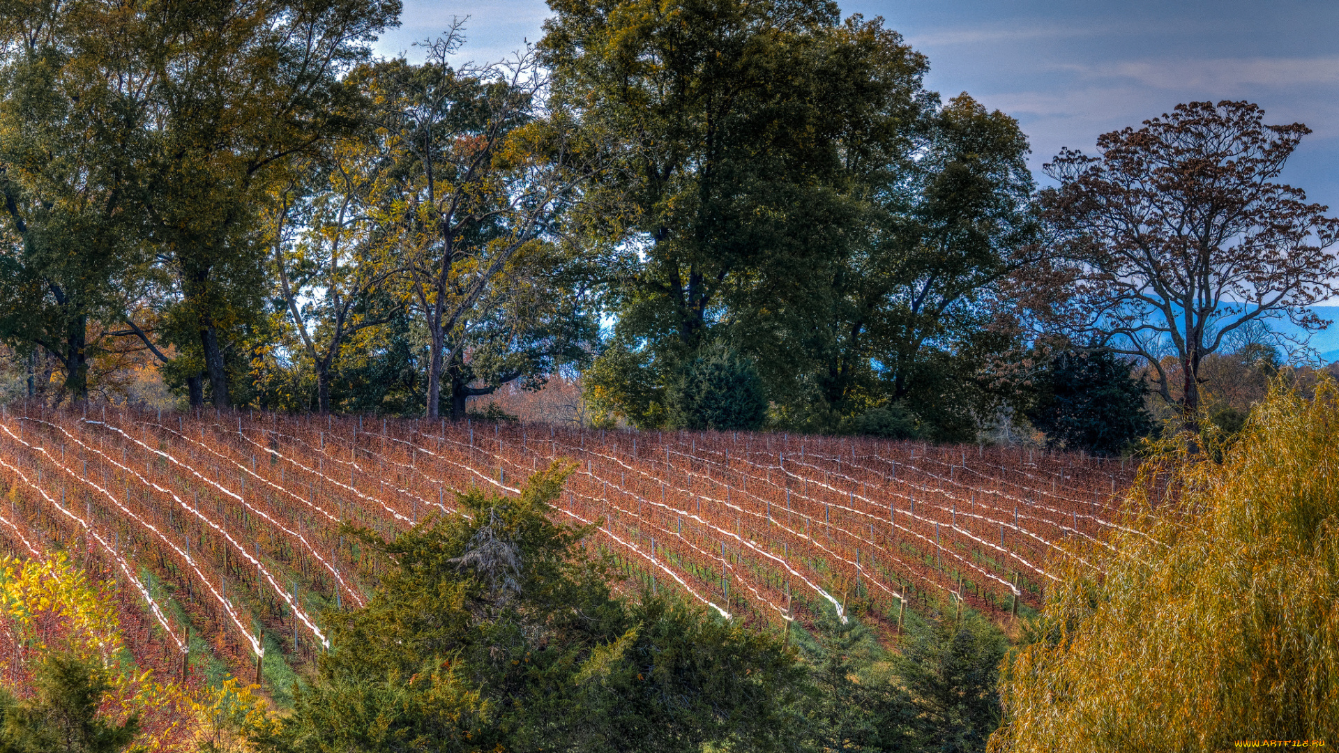природа, пейзажи, поле, лес