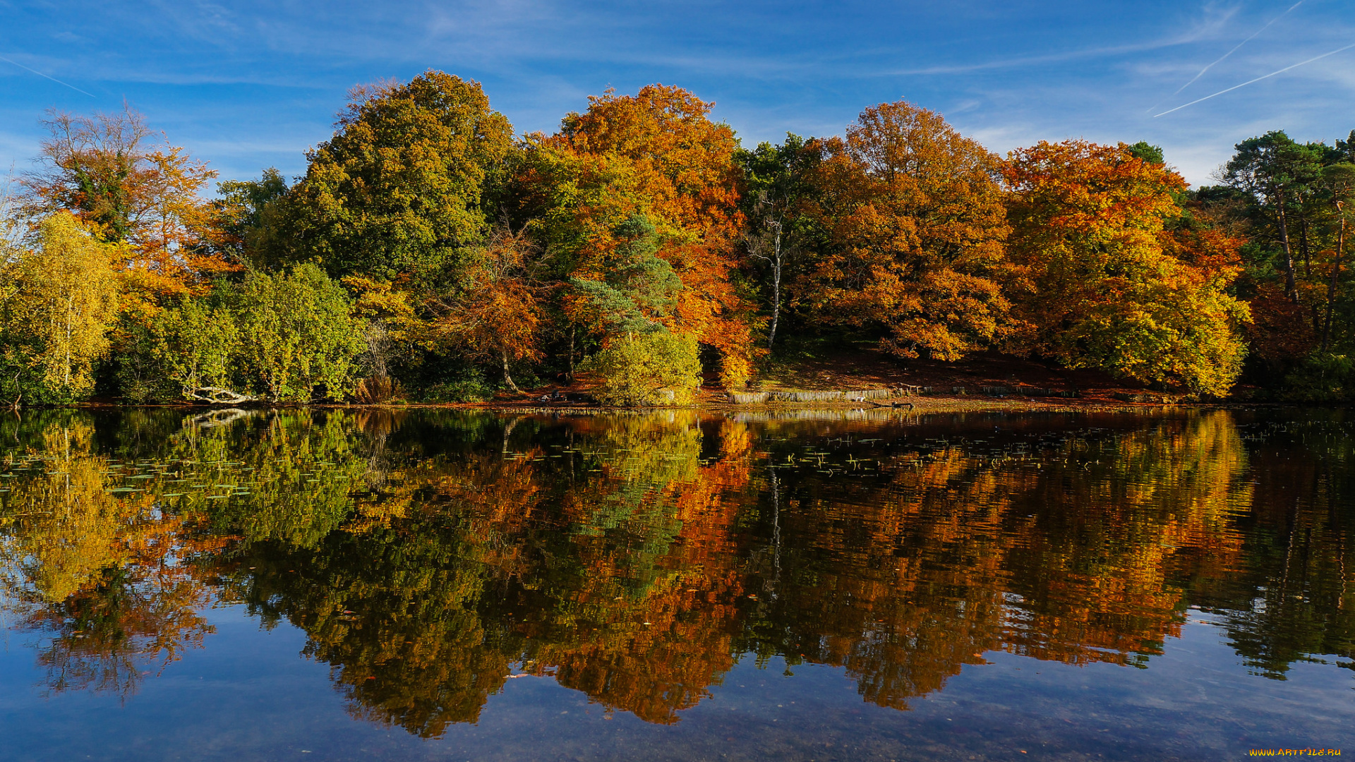 природа, реки, озера, лес, река
