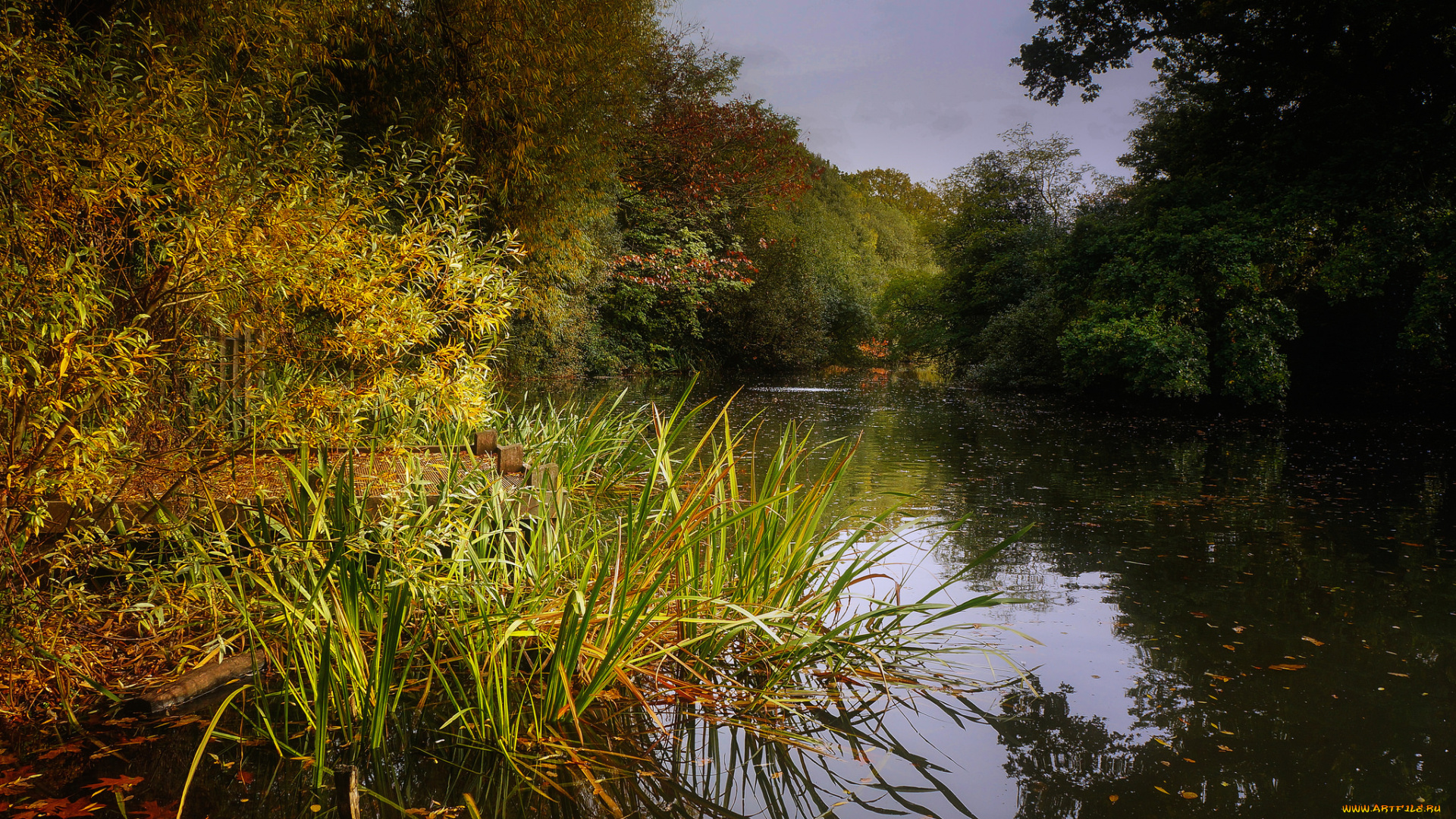 природа, реки, озера, лес, река