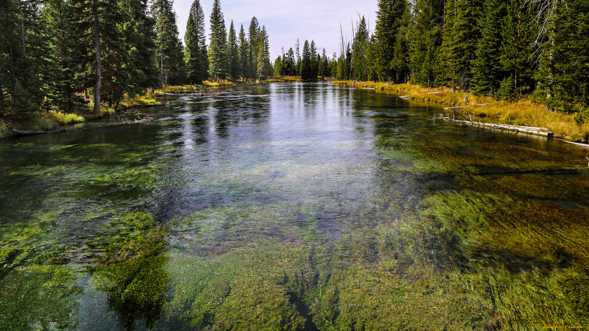 природа, реки, озера, река, лес