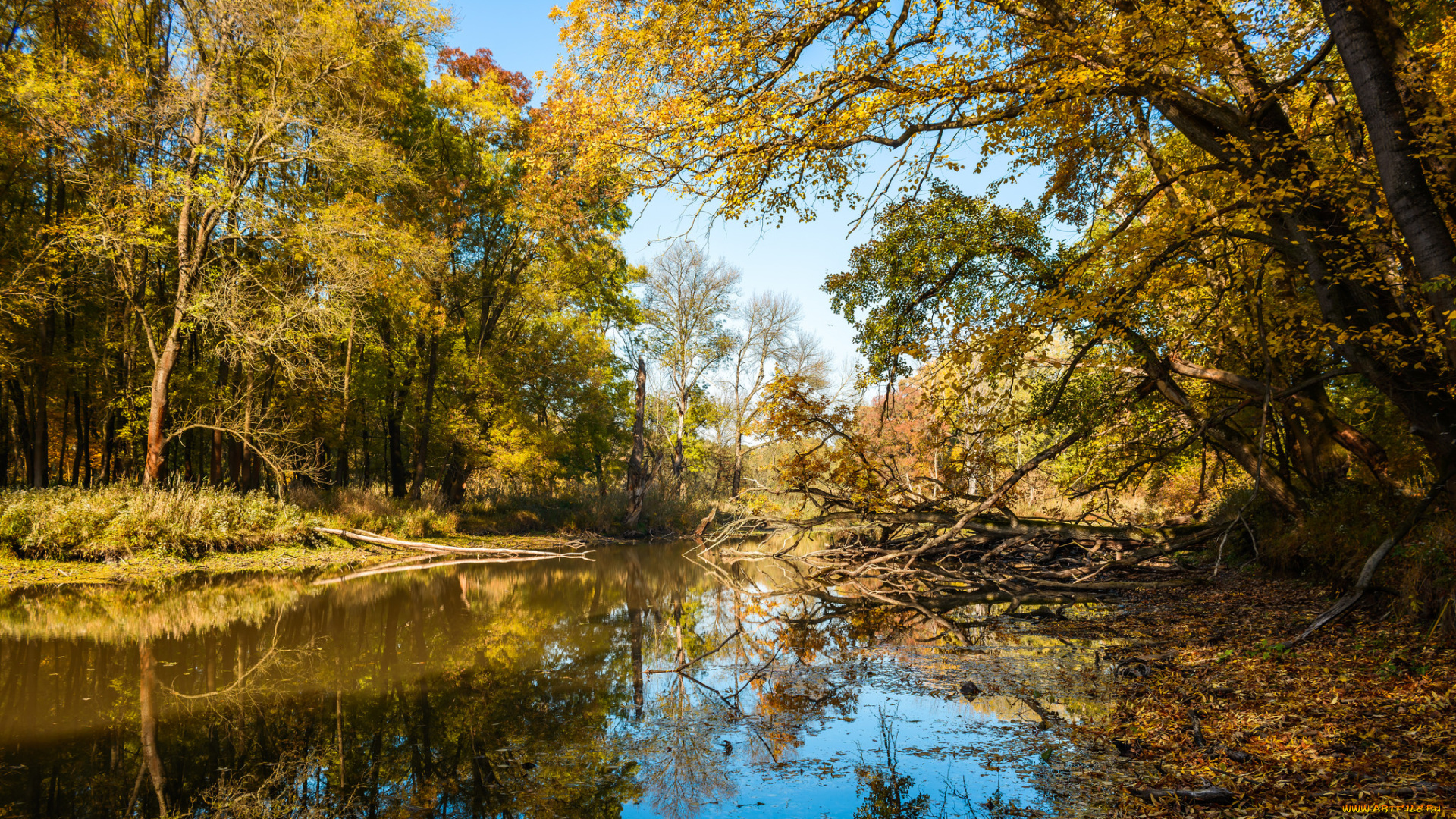 природа, реки, озера, река, лес