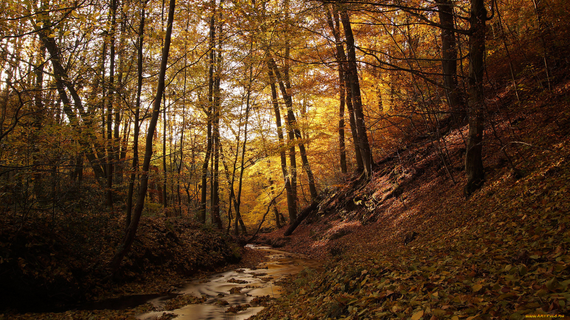 природа, реки, озера, река, лес