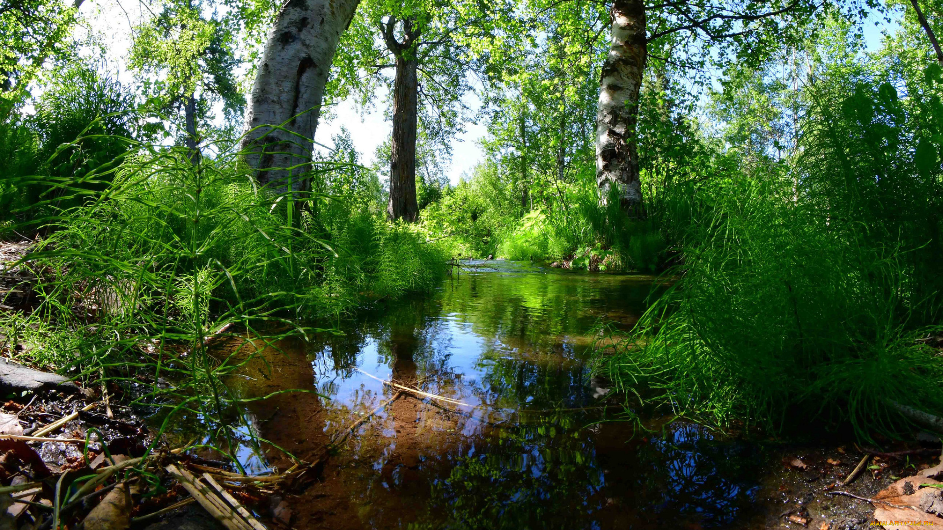 природа, реки, озера, река, лес