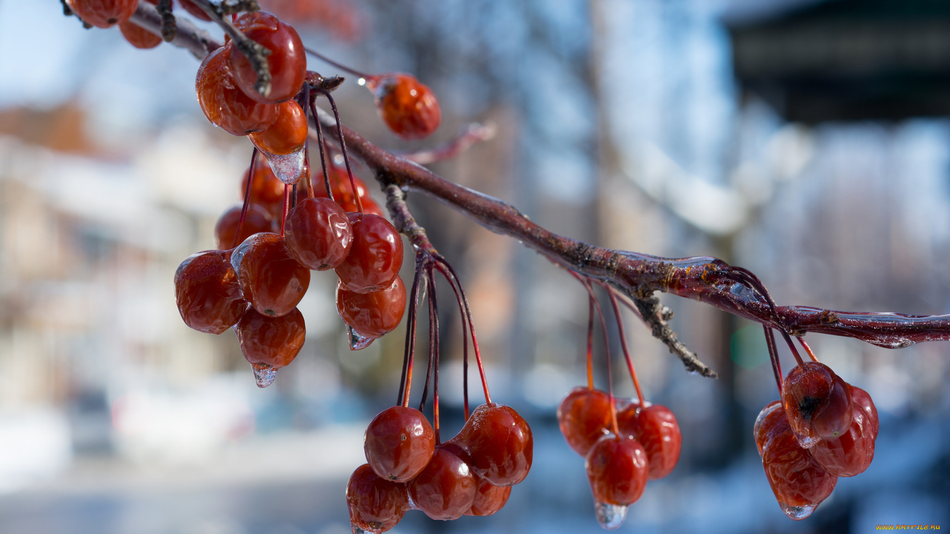 природа, Ягоды, , калина, ягоды