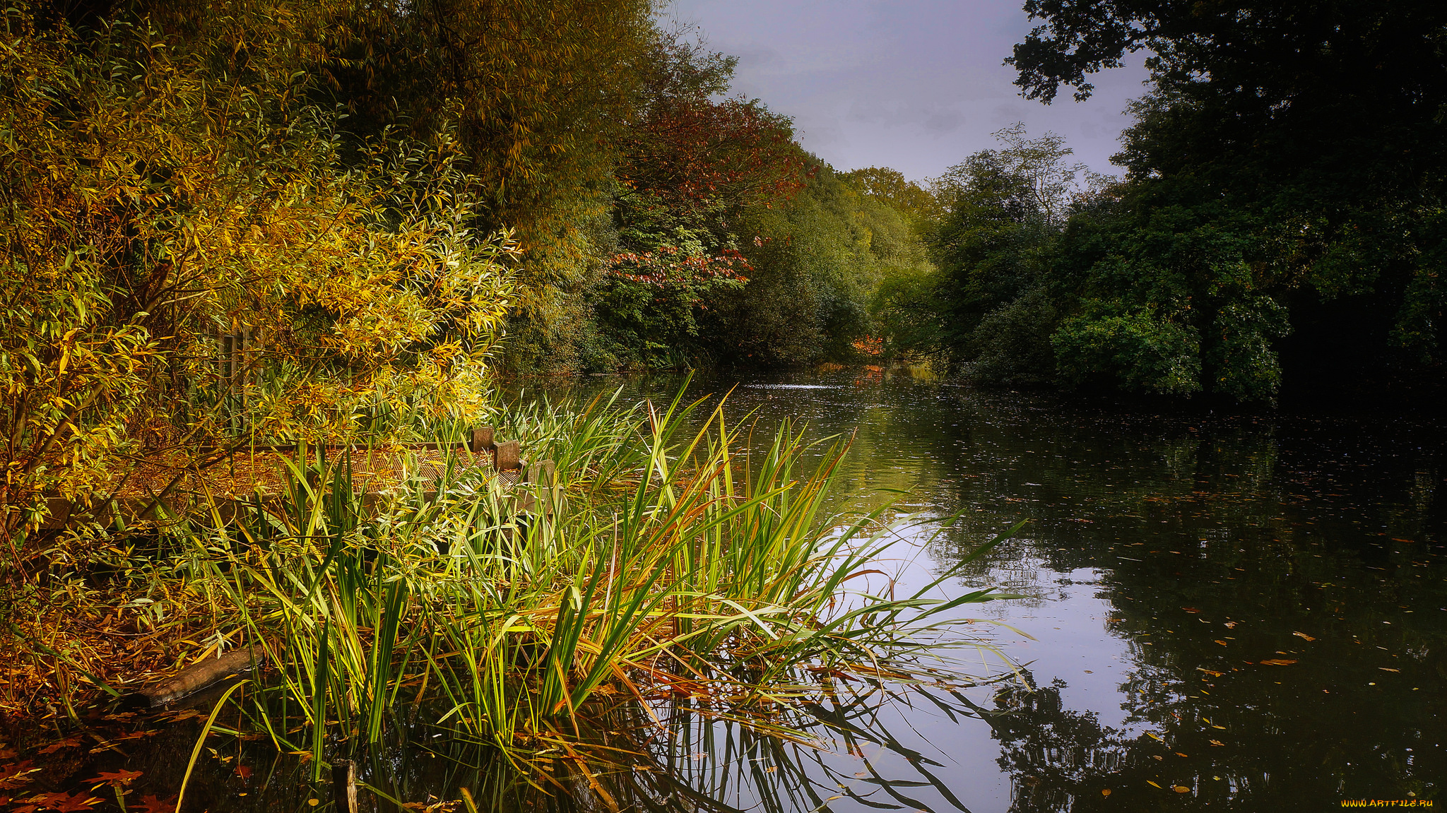 природа, реки, озера, лес, река