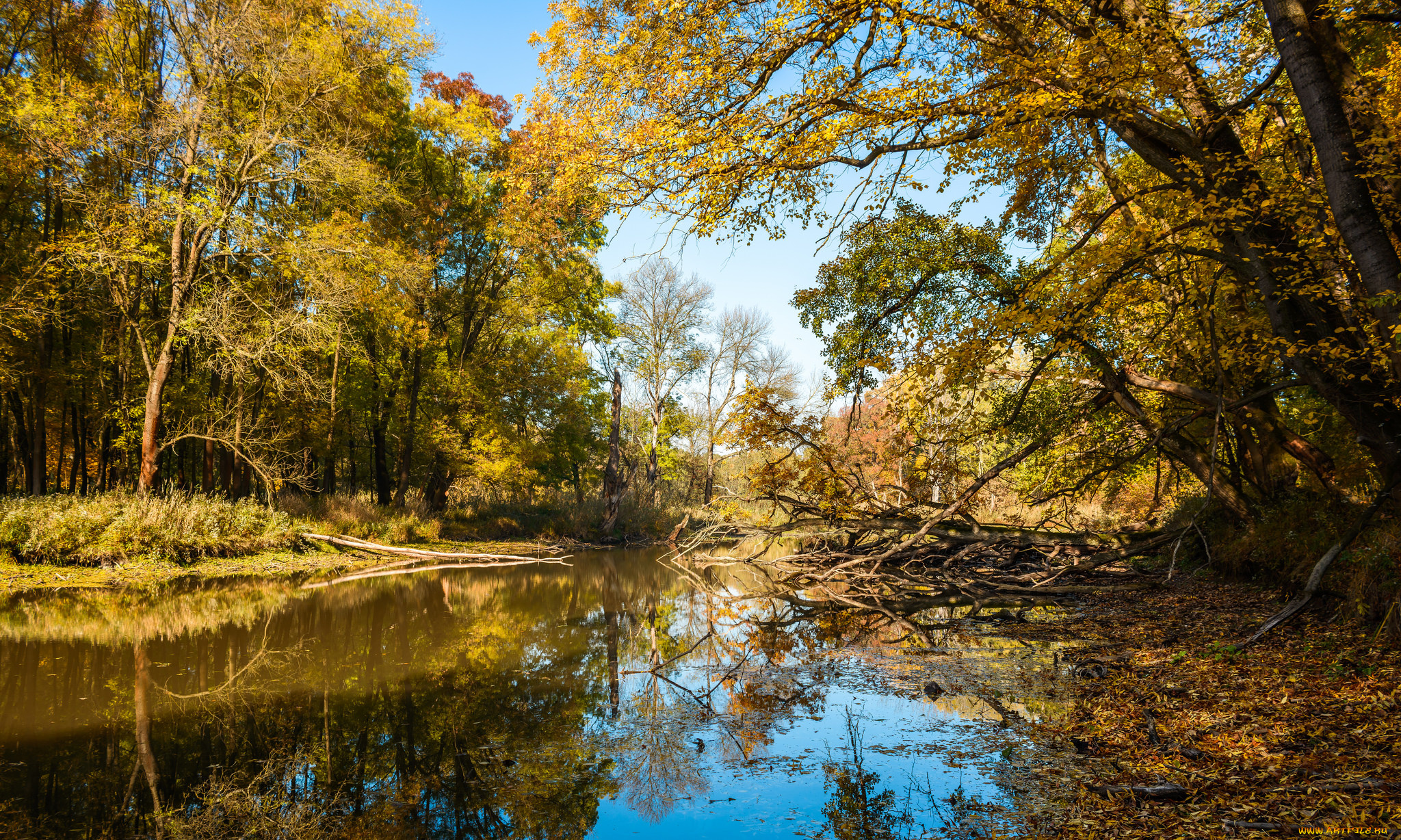 природа, реки, озера, река, лес