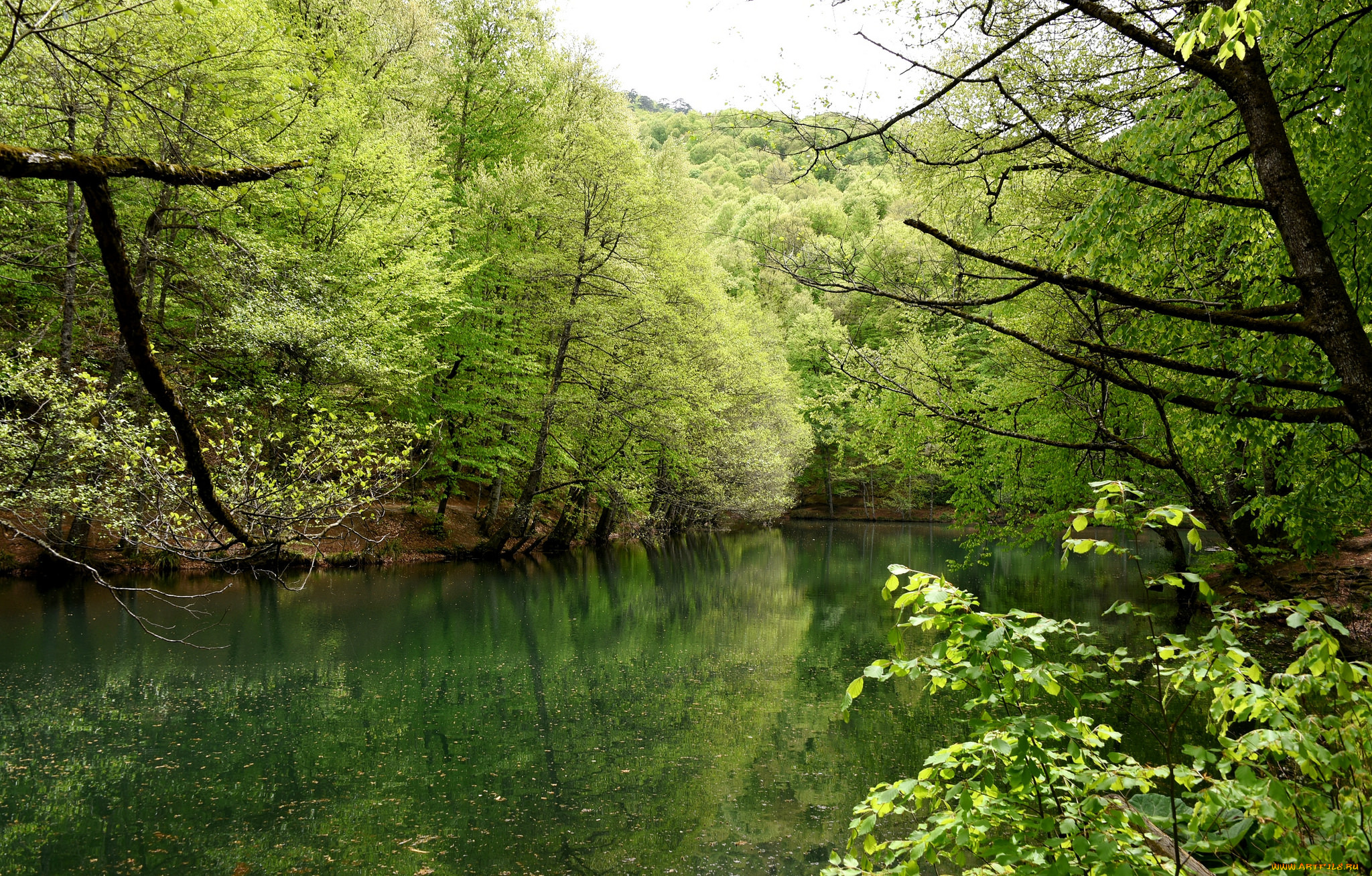 природа, реки, озера, река, лес