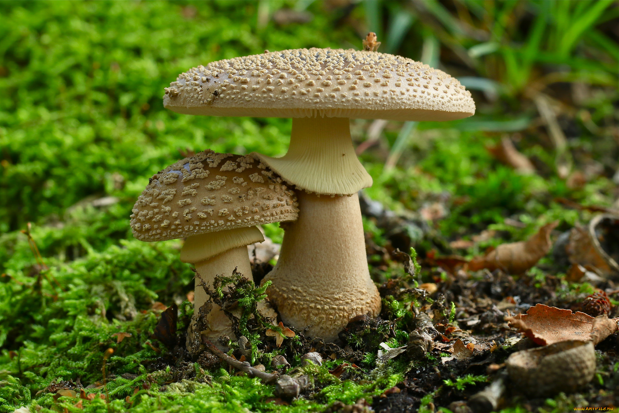 природа, грибы, , мухомор, грибочки