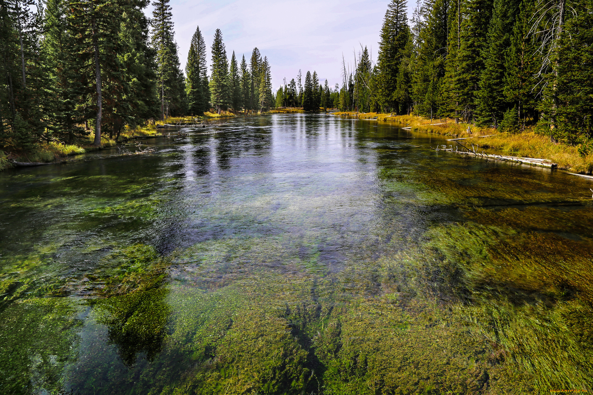 природа, реки, озера, река, лес