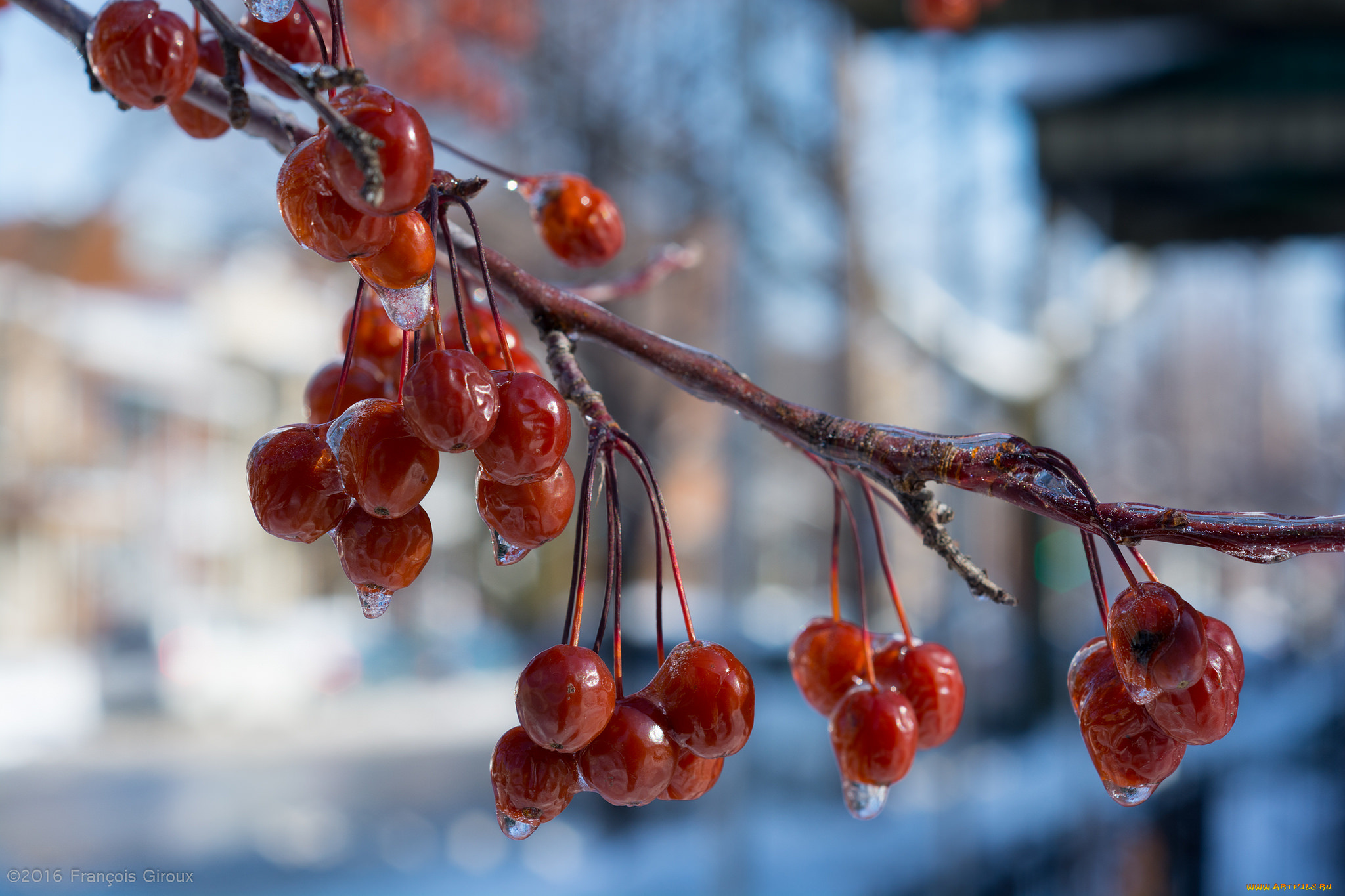 природа, Ягоды, , калина, ягоды