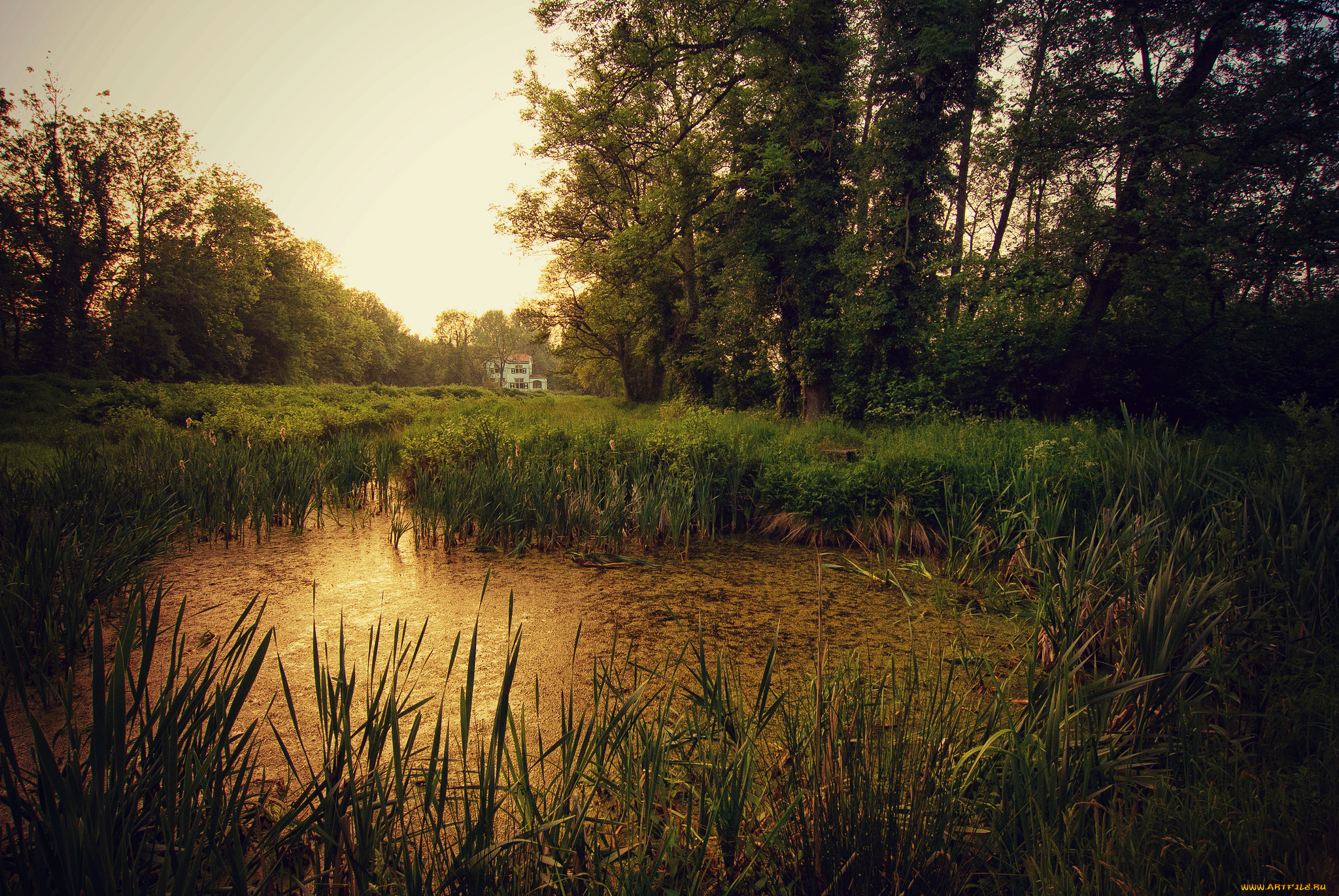 природа, реки, озера, река, лес