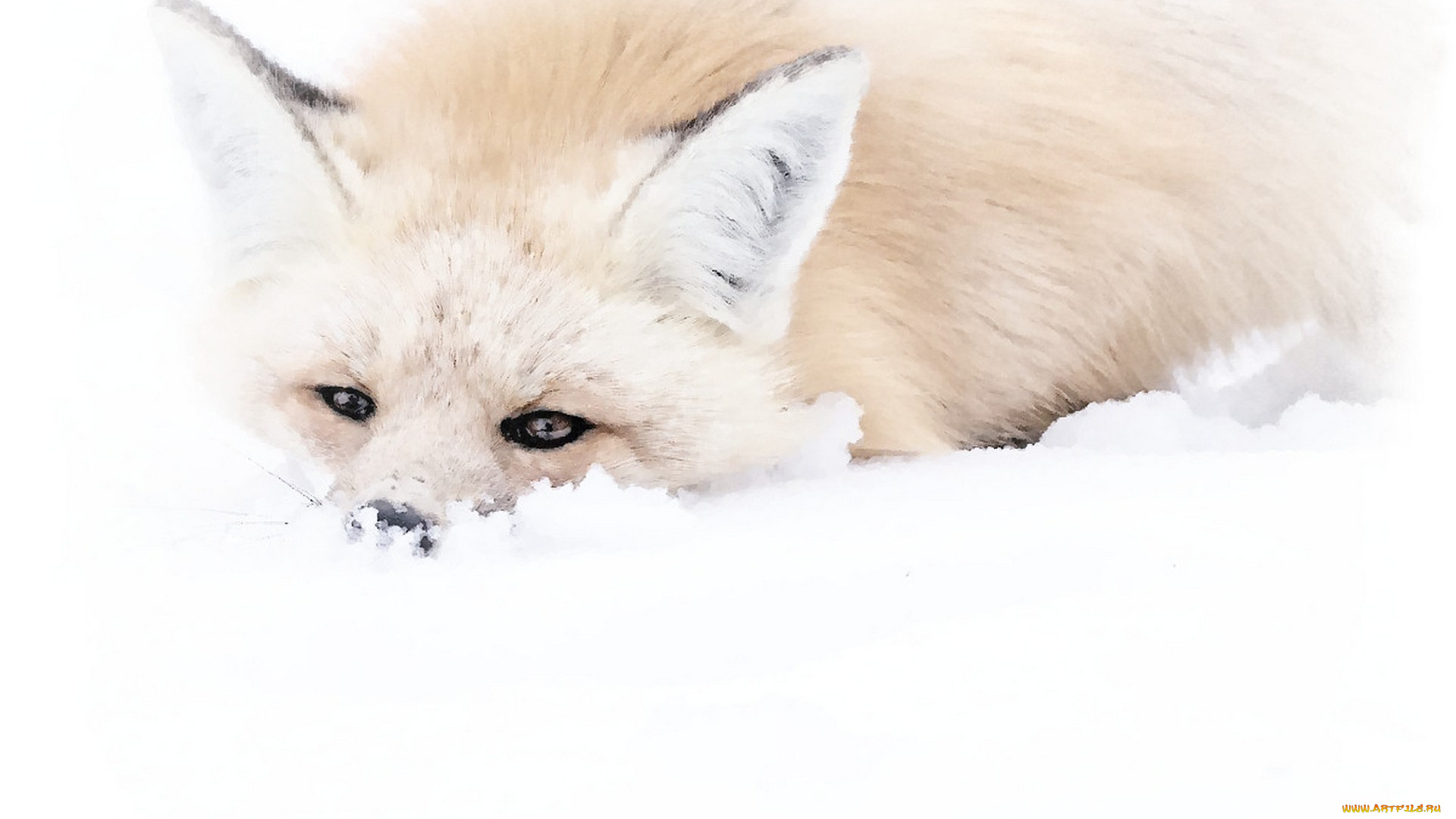 рисованное, животные, , лисы, акварель, лиса, зима, снег