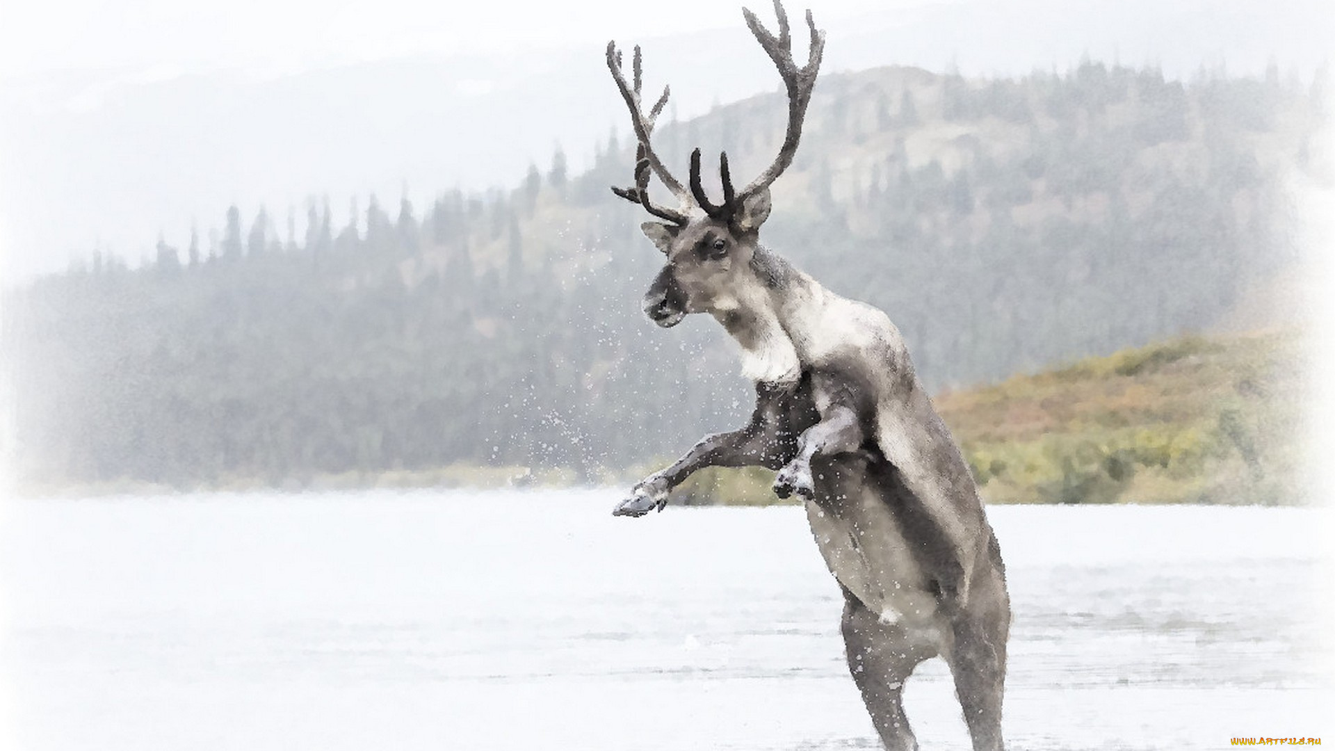 рисованное, животные, , олени, северный, олень, рисунок, оленя, акварель