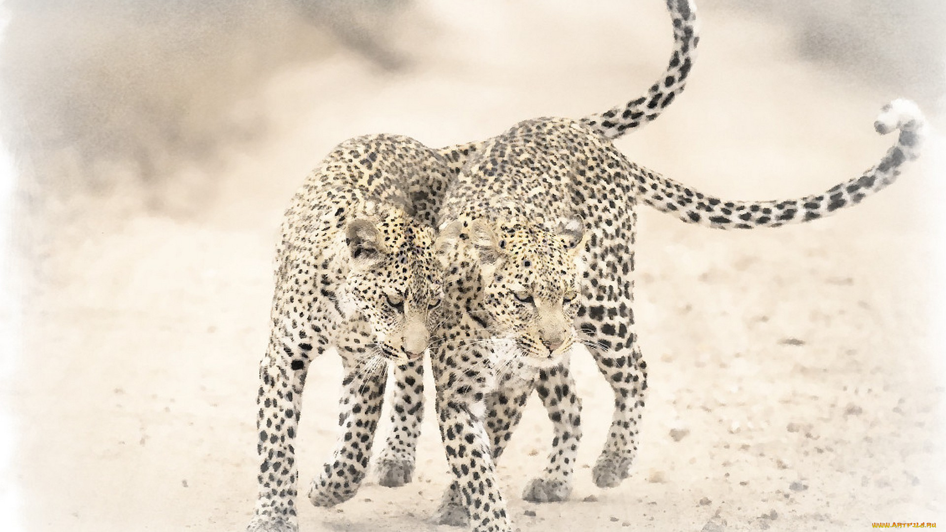 рисованное, животные, , ягуары, , леопарды, два, леопарда, рисунок, акварель