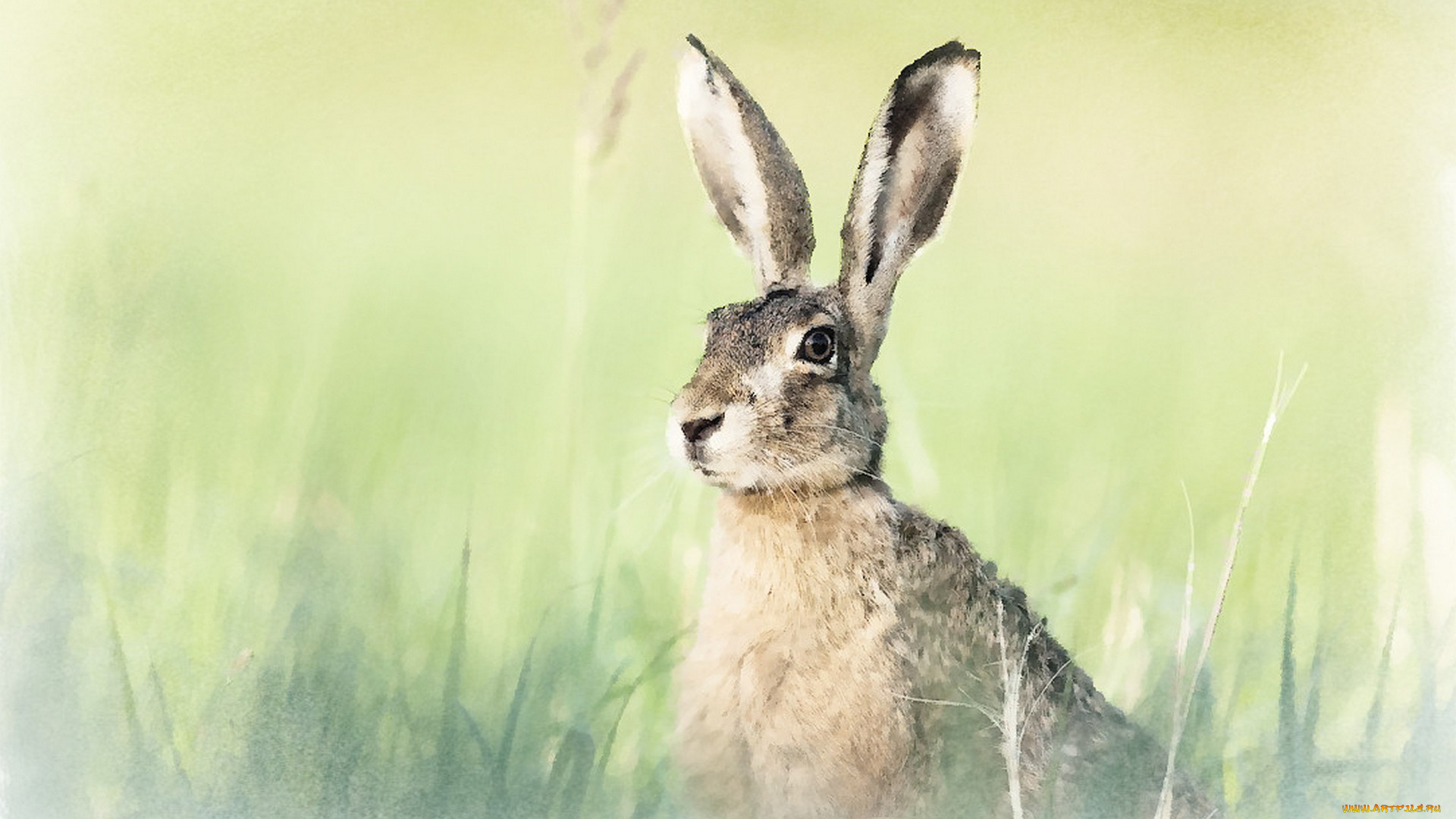 рисованное, животные, , зайцы, , кролики, заяц, акварель