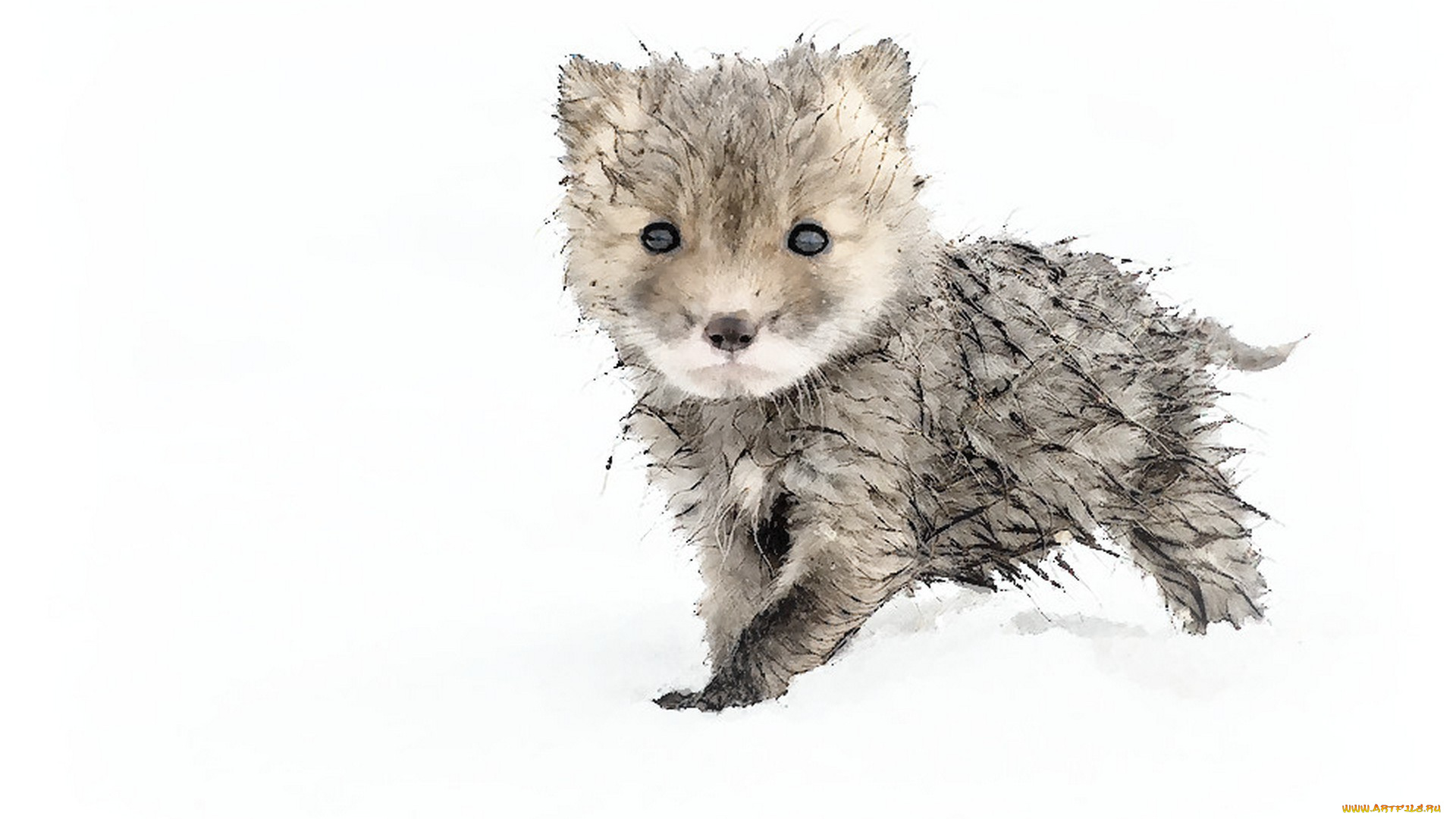 рисованное, животные, акварель, животное, снег