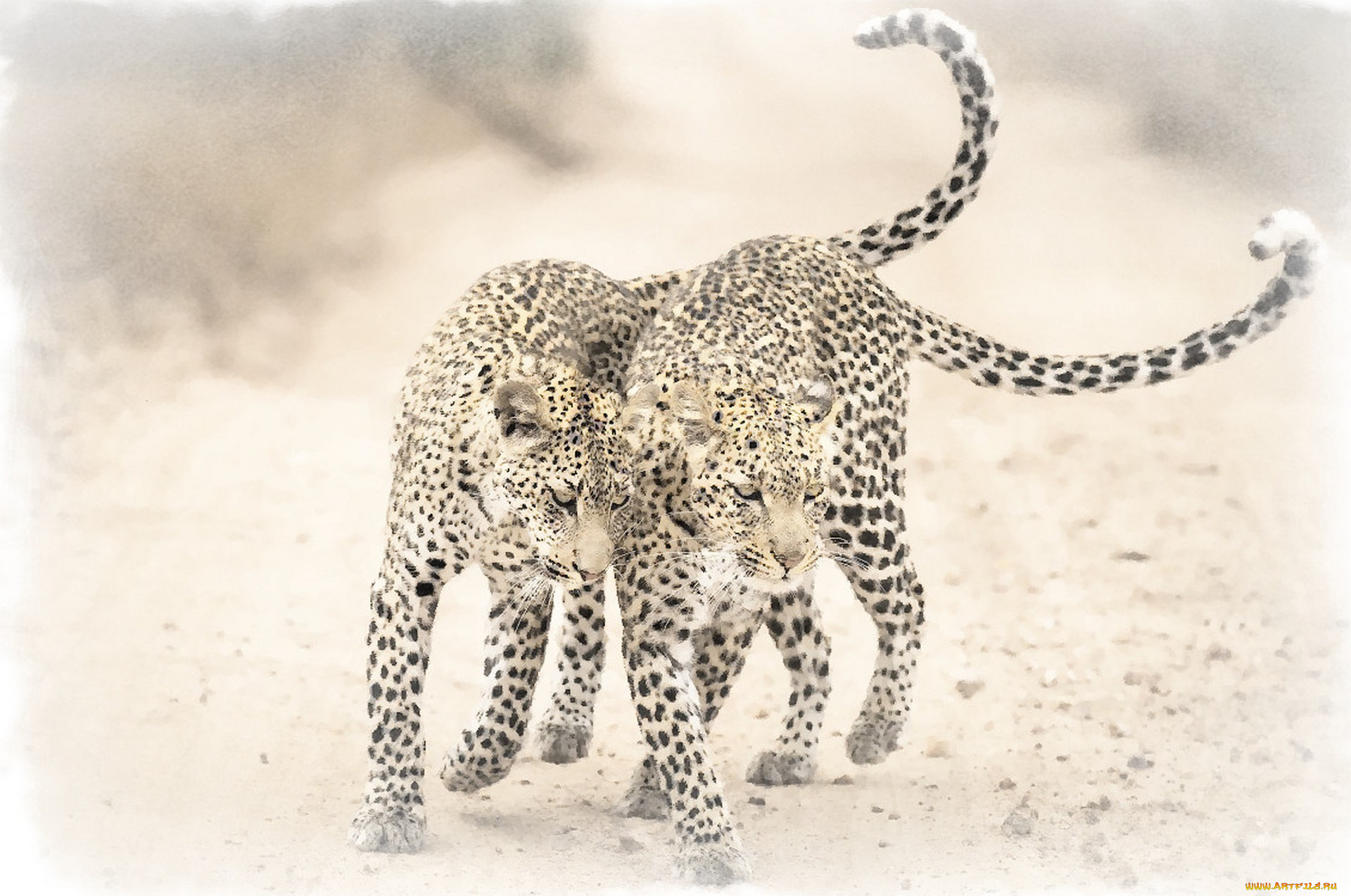 рисованное, животные, , ягуары, , леопарды, два, леопарда, рисунок, акварель