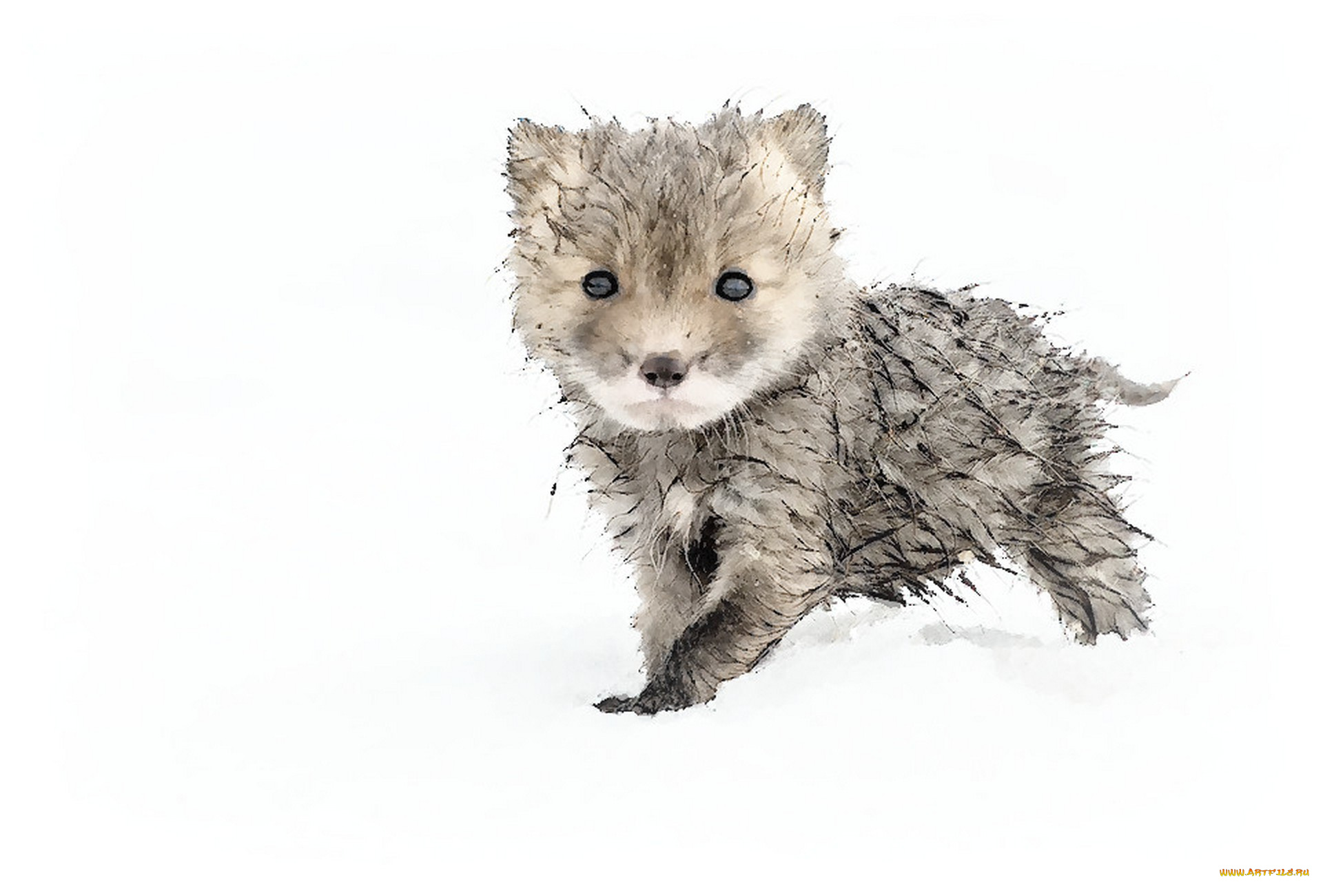 рисованное, животные, акварель, животное, снег