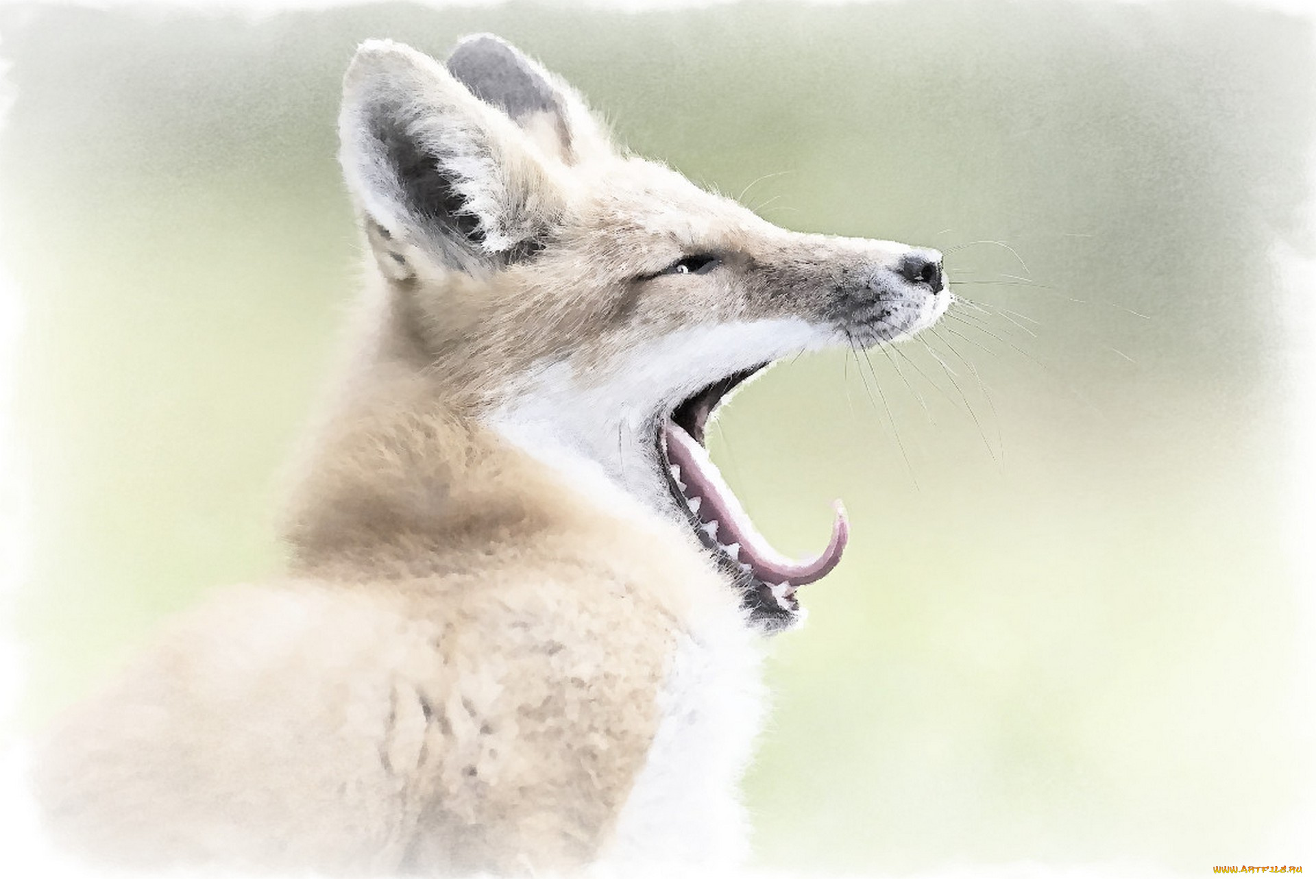 рисованное, животные, лиса, рисунок, лисы, акварель