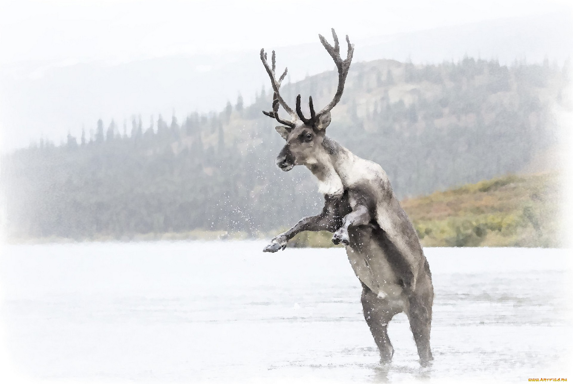 рисованное, животные, , олени, северный, олень, рисунок, оленя, акварель