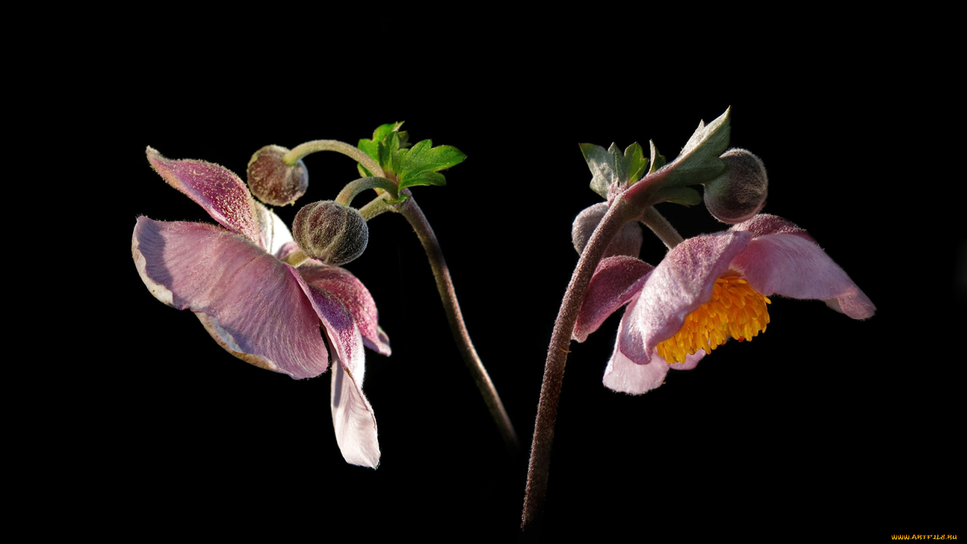 цветы, анемоны, , сон-трава, анемон