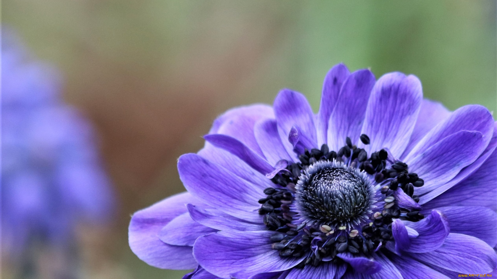 цветы, анемоны, , сон-трава, анемон