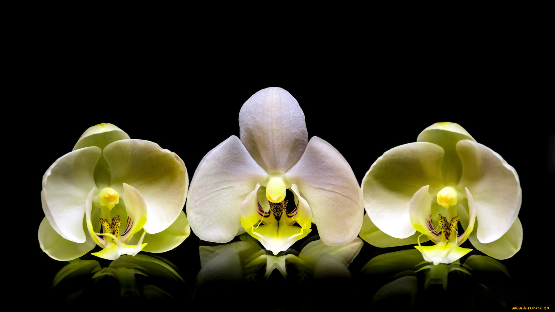 цветы, орхидеи, трио