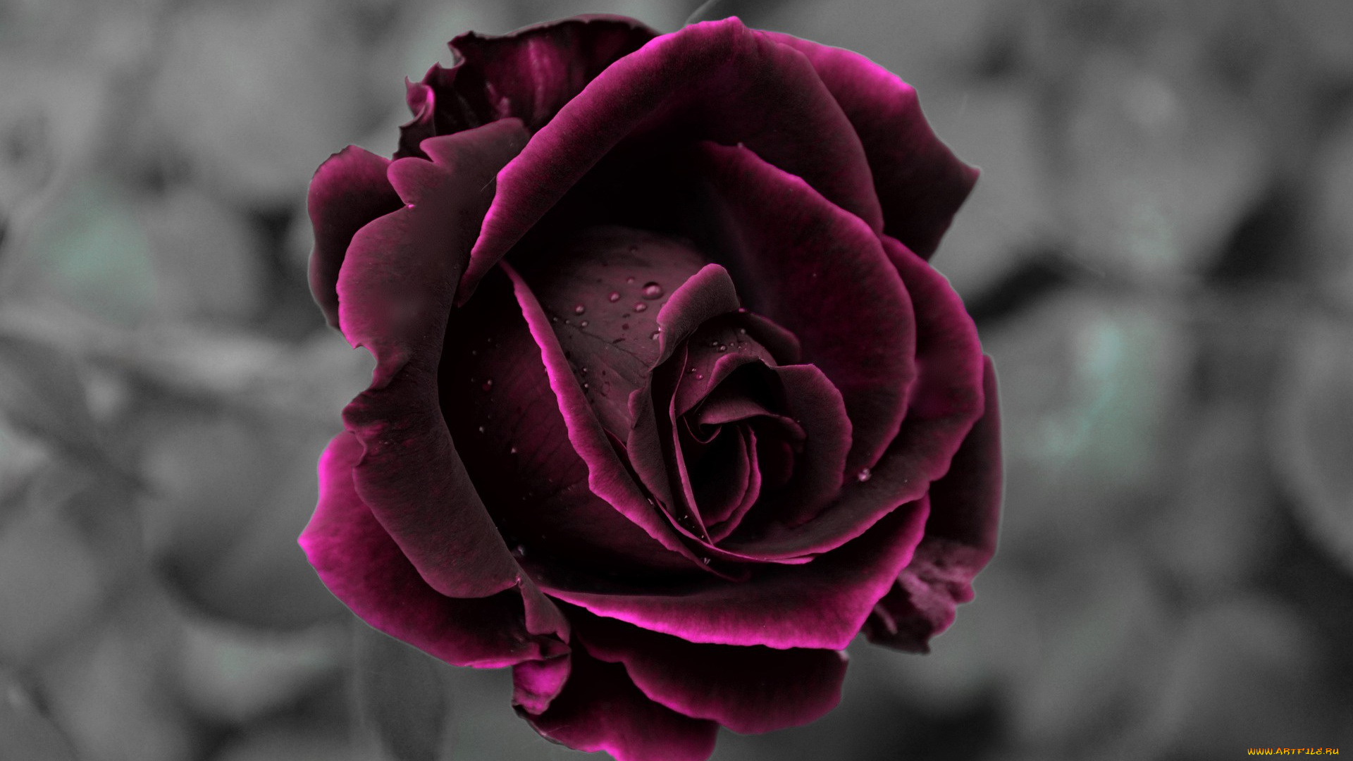 цветы, розы, макро, бутон, капли