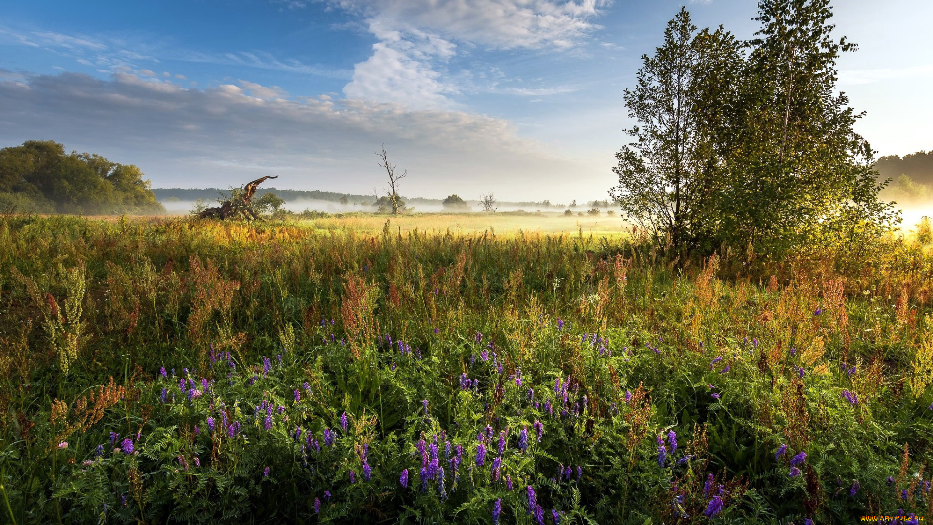 природа, луга, луг, лето