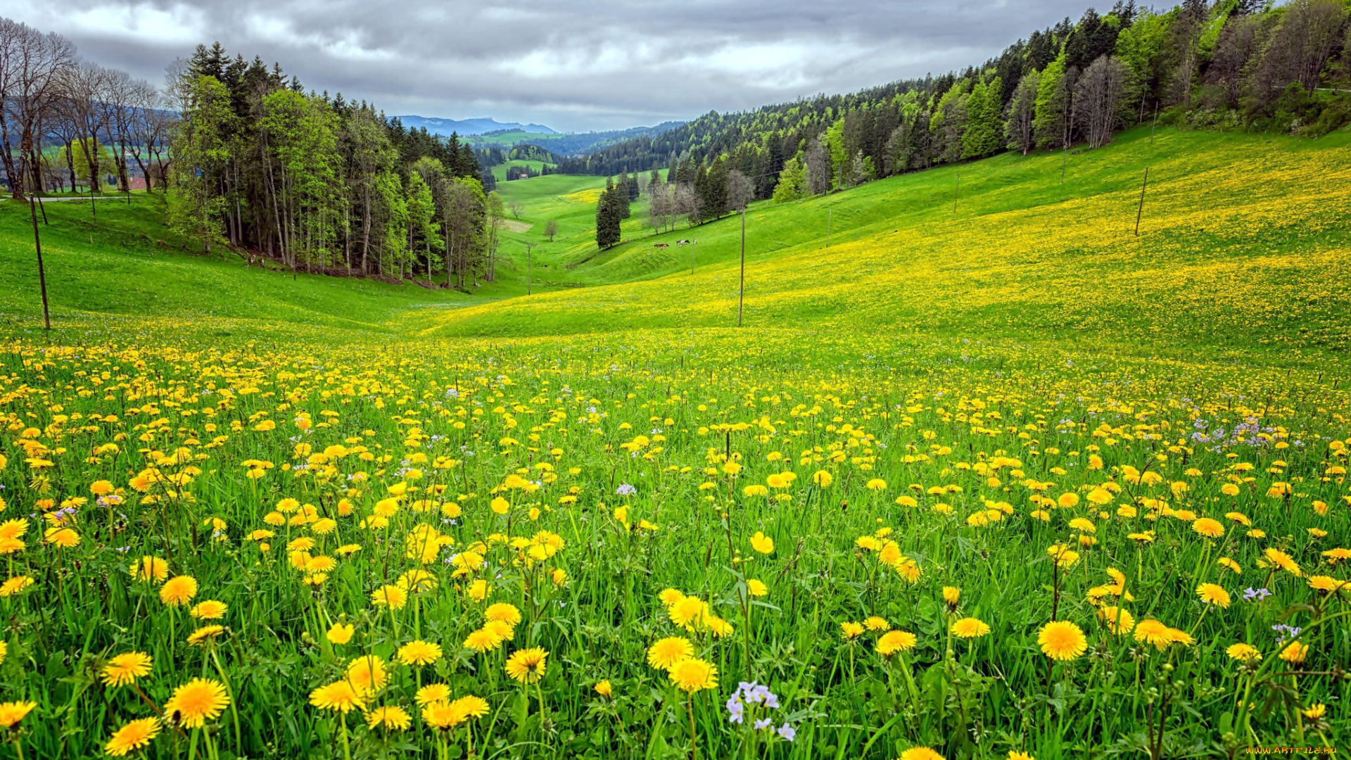 природа, луга, луг, лето