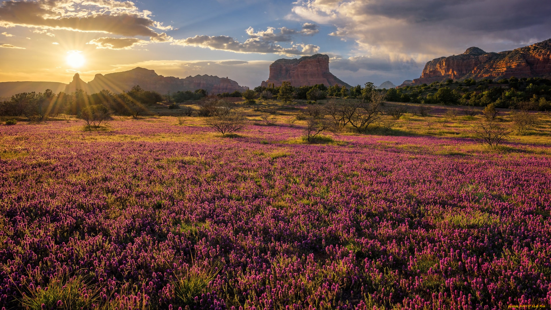 природа, луга, луг, лето