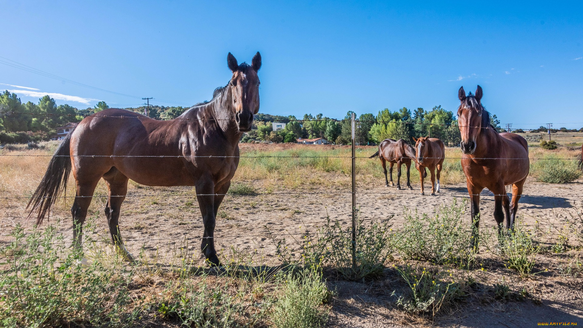 животные, лошади, кони, гнедые, ограда
