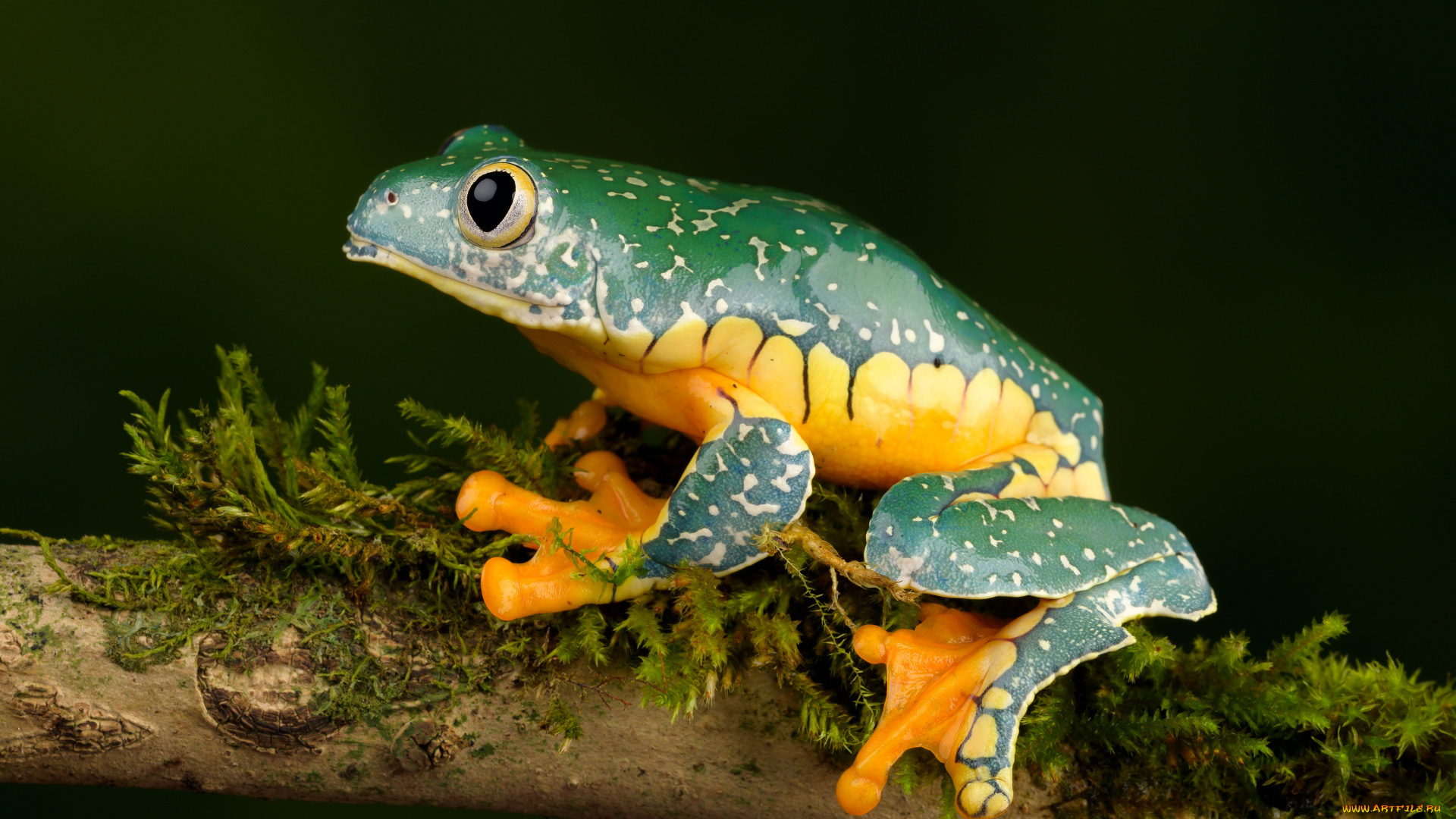 животные, лягушки, лягушка, древесная, мох, ветка