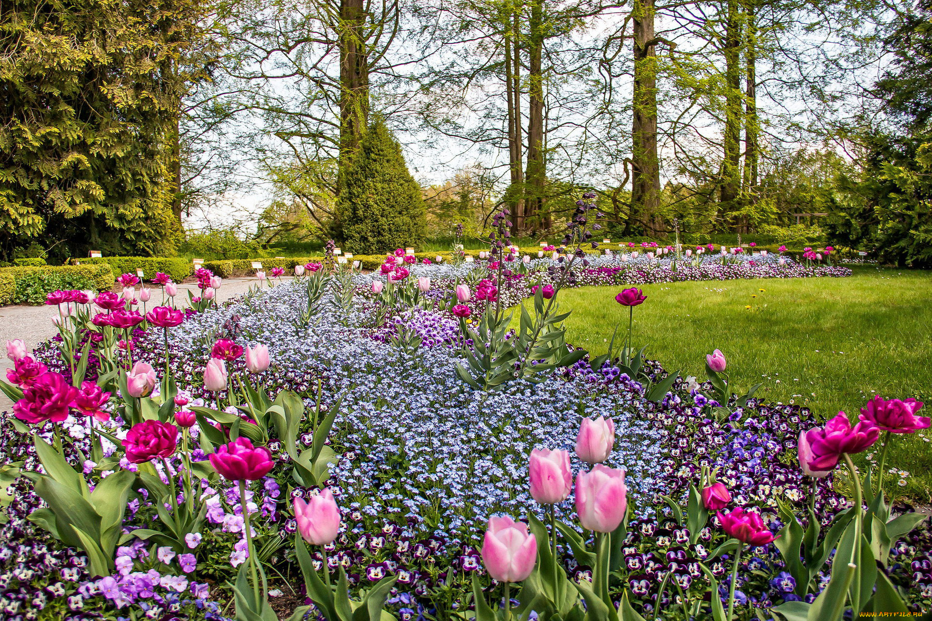 природа, парк, аллея, лужайка, клумба, тюльпаны, весна
