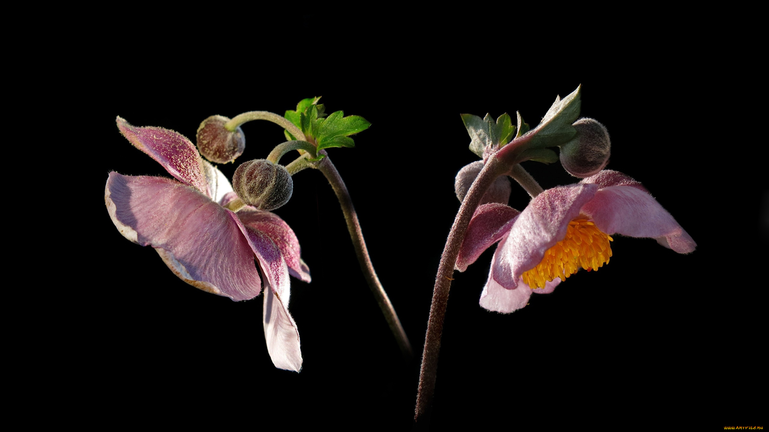 цветы, анемоны, , сон-трава, анемон