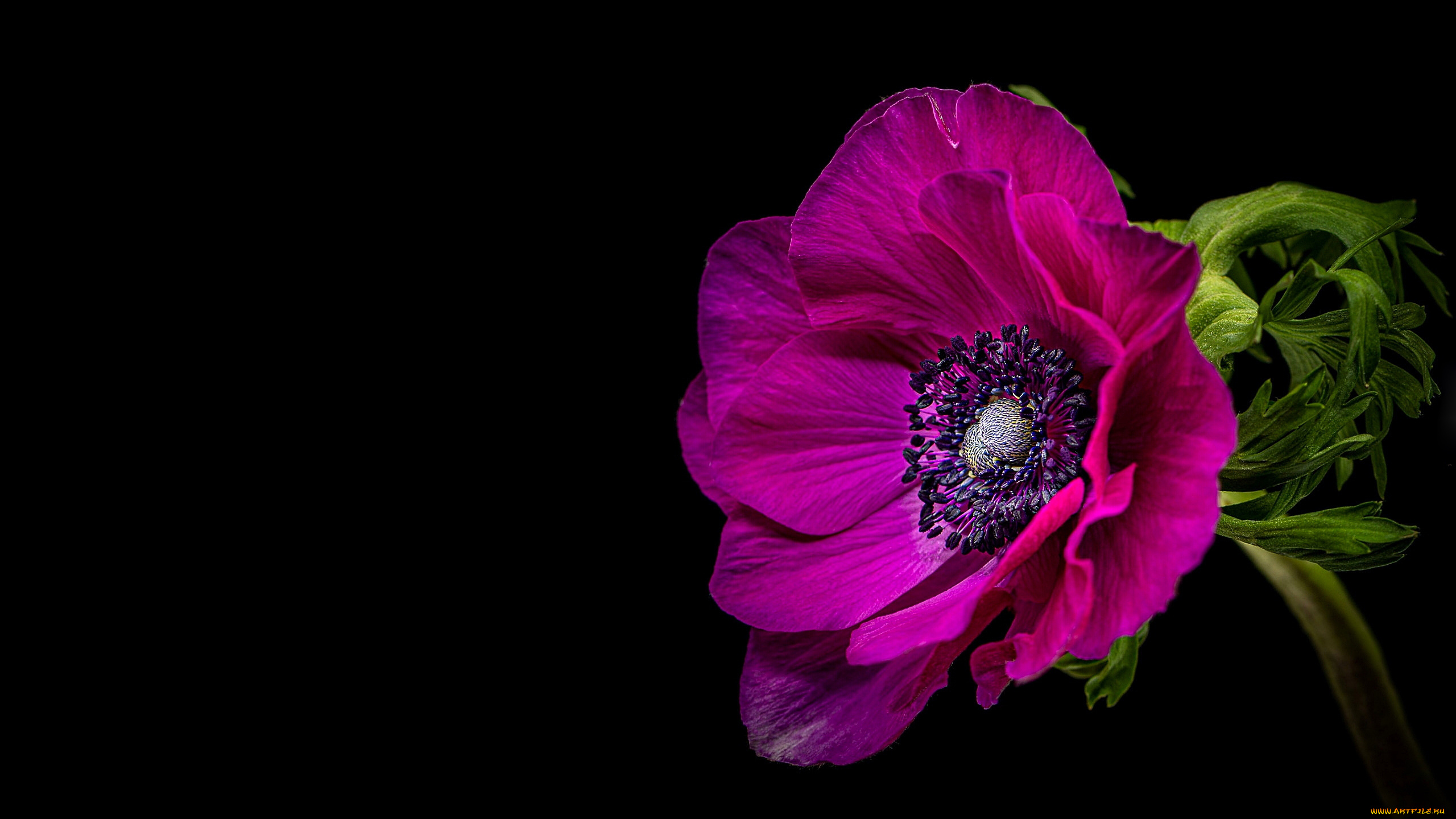 цветы, анемоны, , сон-трава, анемон