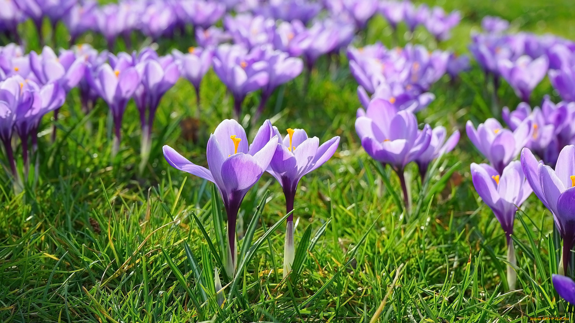 цветы, крокусы, лиловые, весна