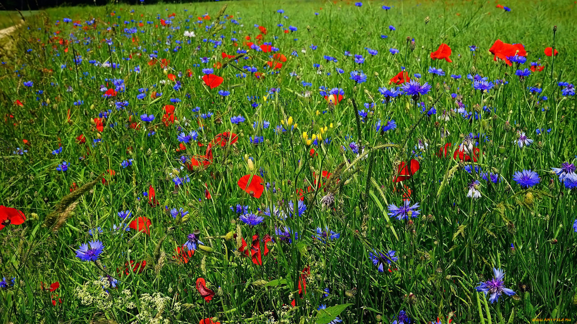 цветы, луговые, , полевые, , цветы, трава, маки, васильки